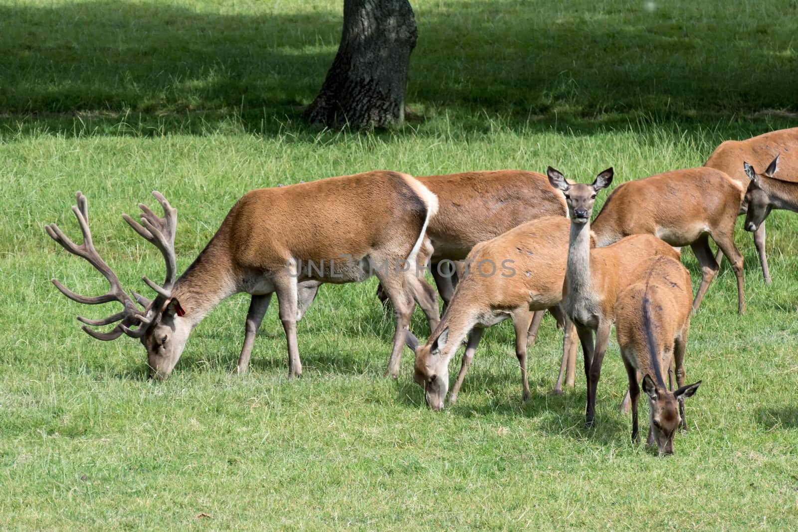 Herd of Red Deer (Cervus elaphus) by phil_bird