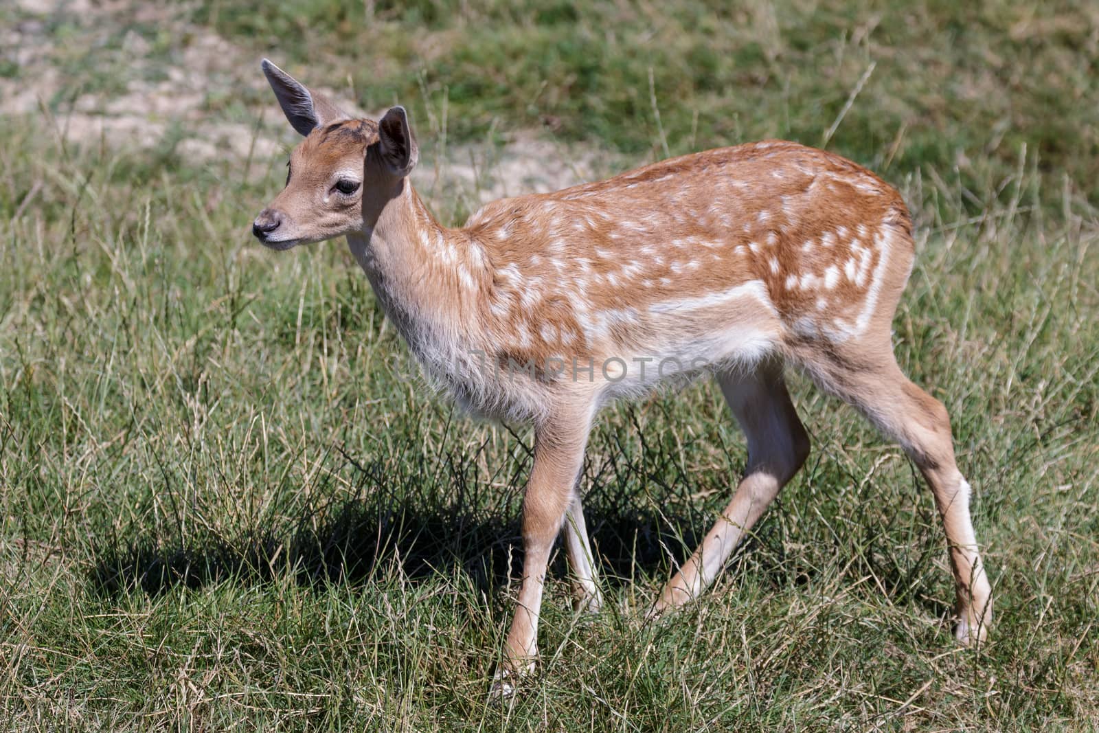 Fallow Deer (Dama dama) by phil_bird