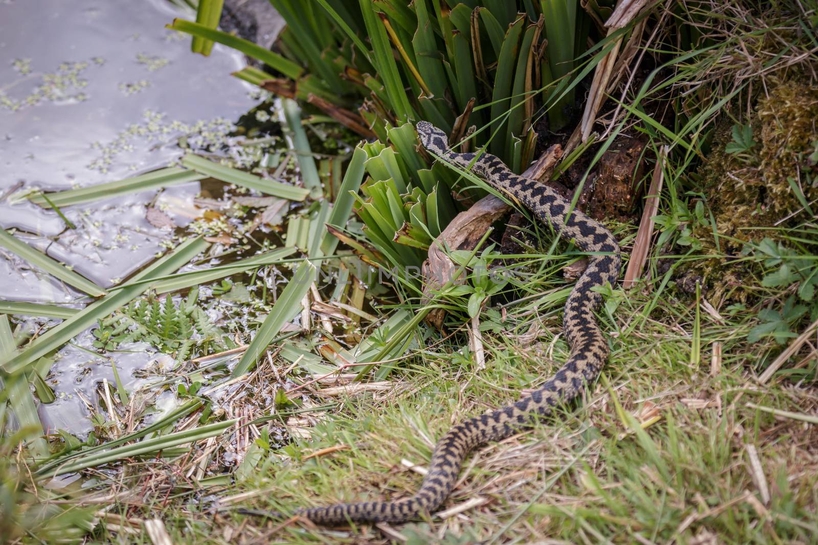 Common European Adder (Vipera berus) by phil_bird