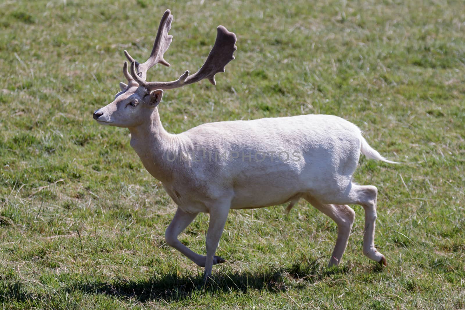 Fallow Deer (Dama dama) by phil_bird