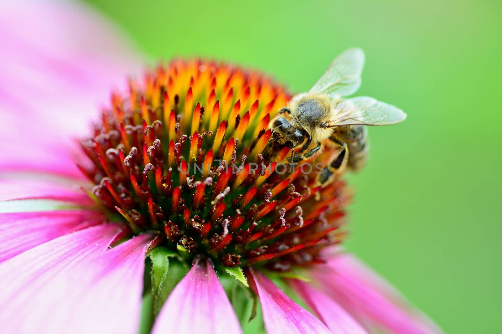 The Bee pollinates a purple flower.