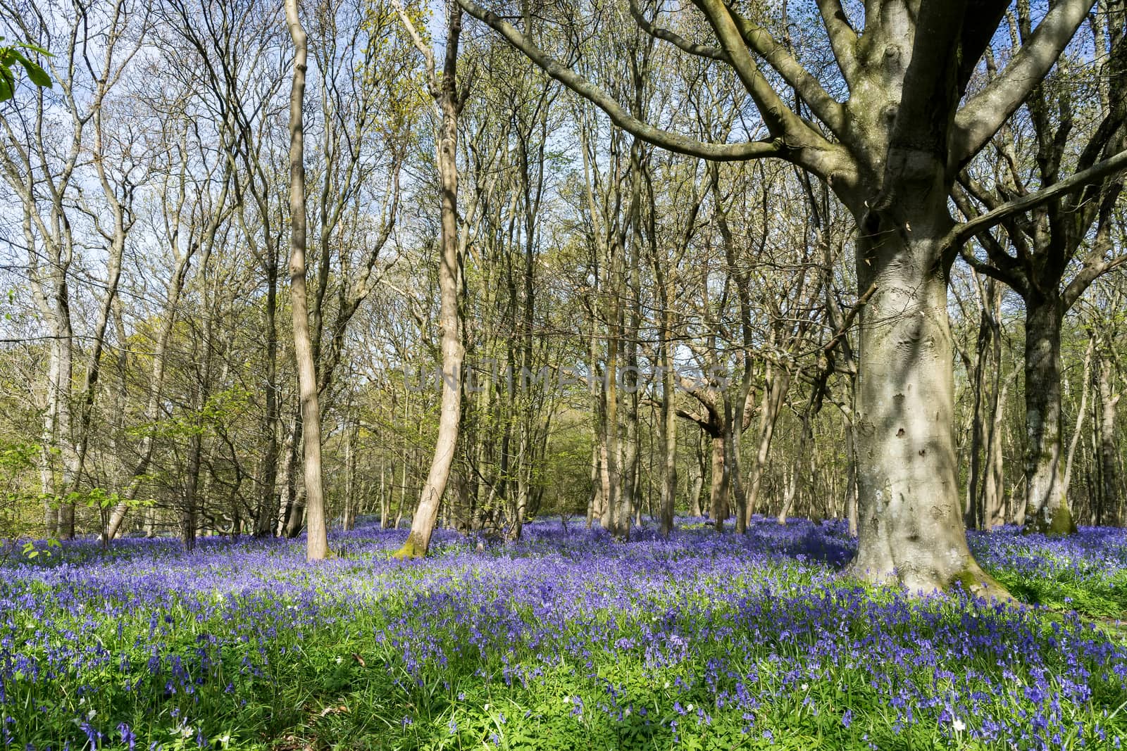 Bluebells Brightening up the Sussex Landscape