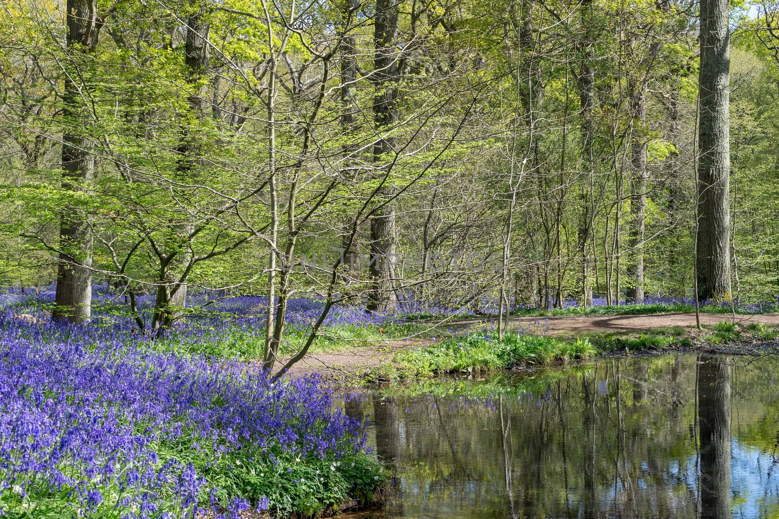 Sussex Bluebells by phil_bird