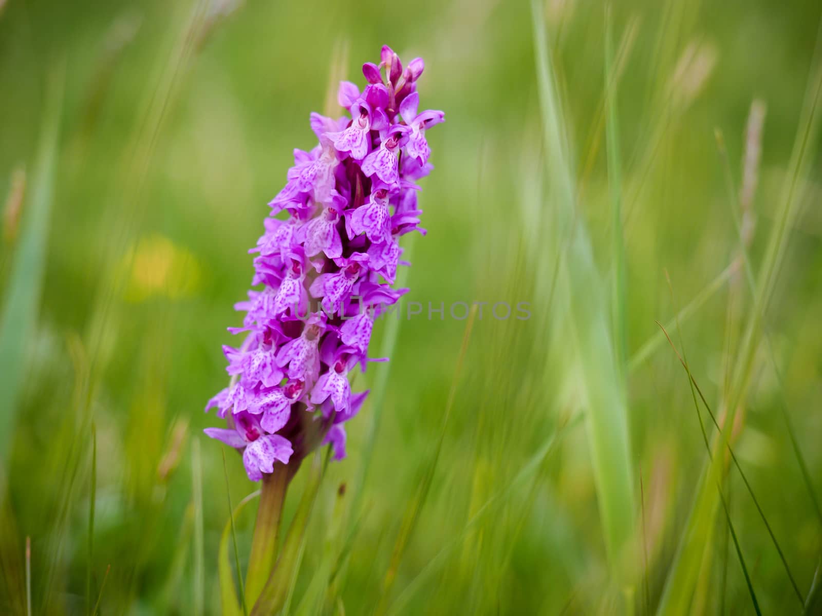 Southern Marsh Orchid (Dactylorhiza praetermissa) by phil_bird