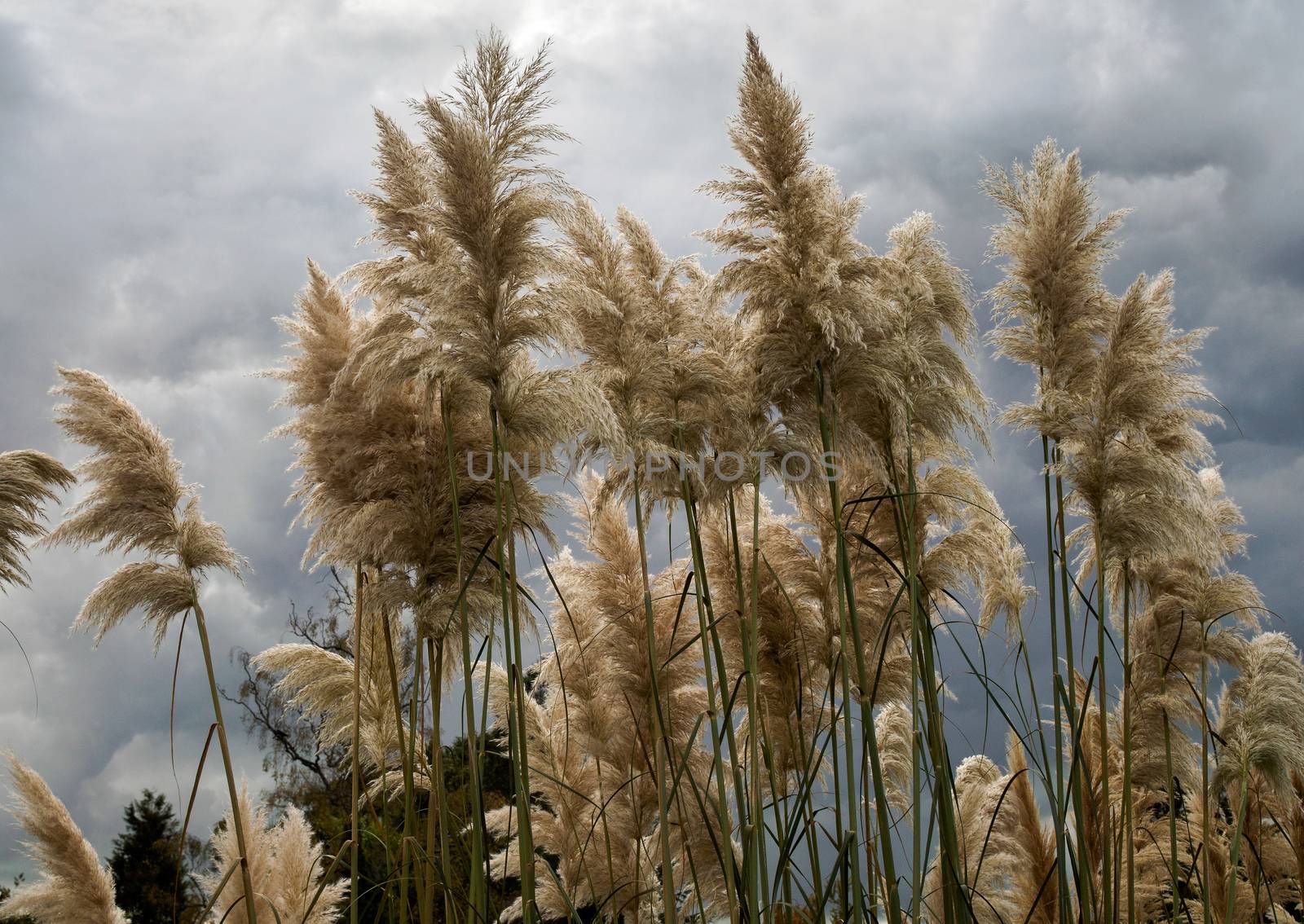 Pampas Grass in full bloom by phil_bird