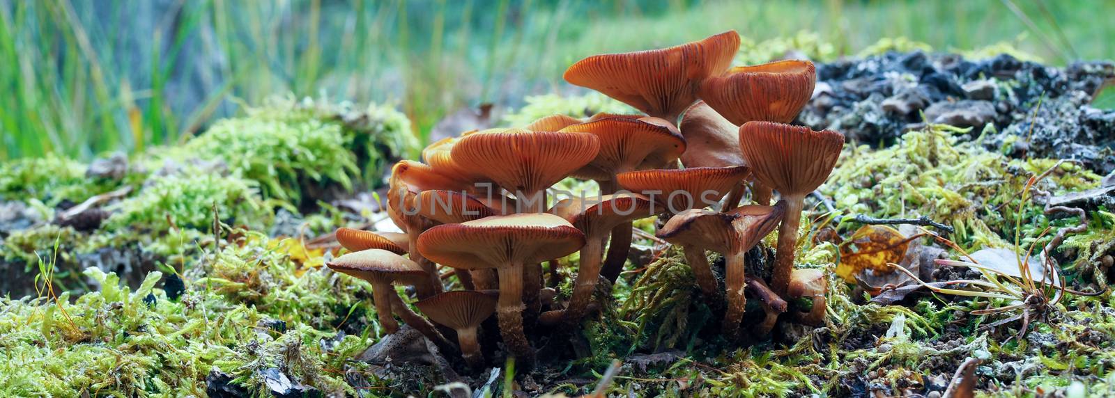 Sulphur Tuft Fungus (Hypholoma Fasciculare) by phil_bird