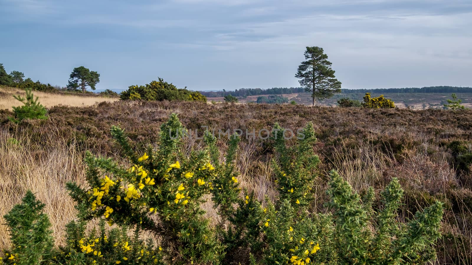 View of the Ashdown Forest in Winter by phil_bird