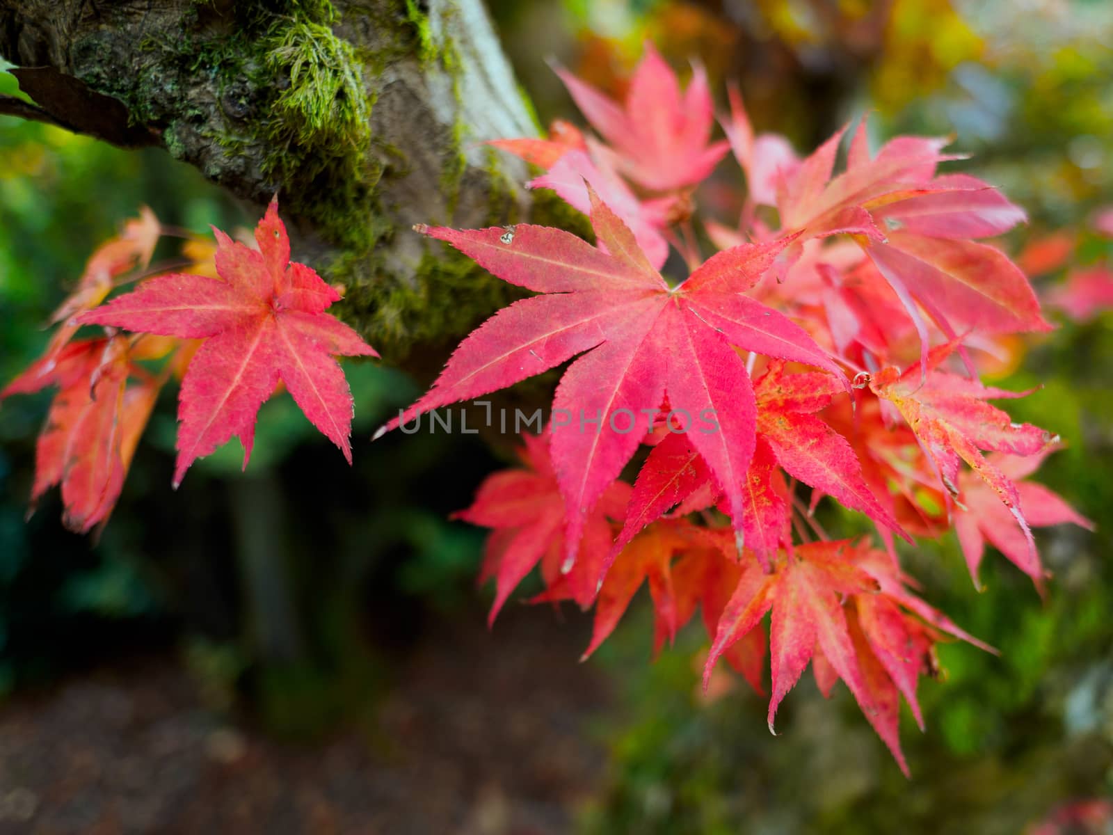 Japanese Maple (Acer palmatum) in Autumn Colours by phil_bird