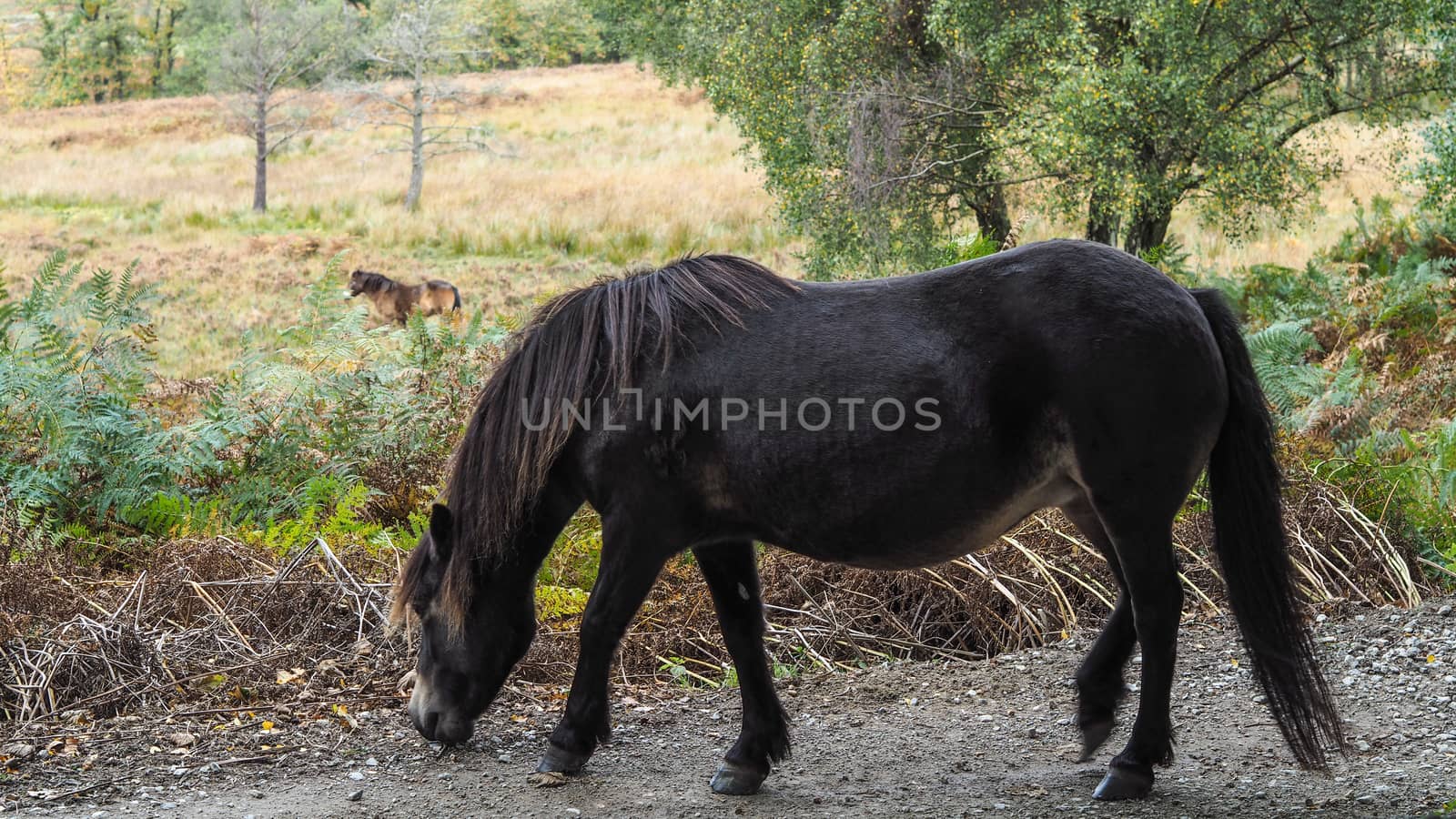 Exmoor Pony in the  Ashdown Forest in Autumn by phil_bird