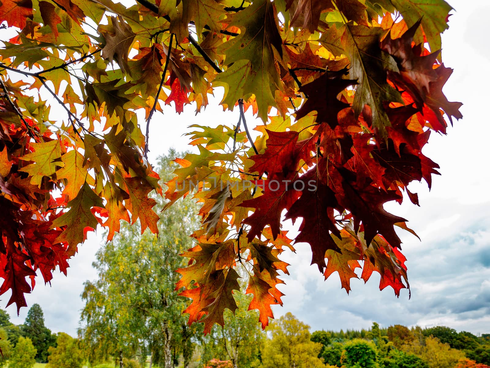 Red Oak Tree (Querus rubra)