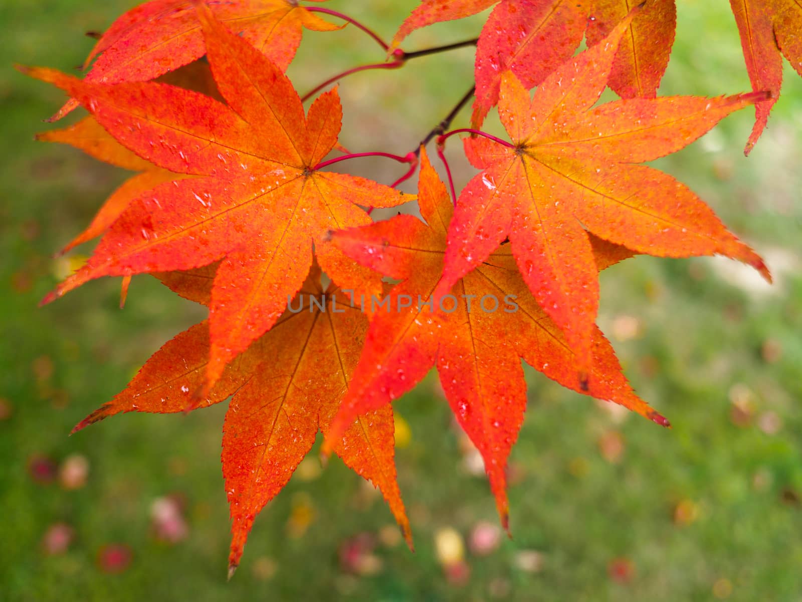 Acer Tree Leaves Changing Colour in Autumn