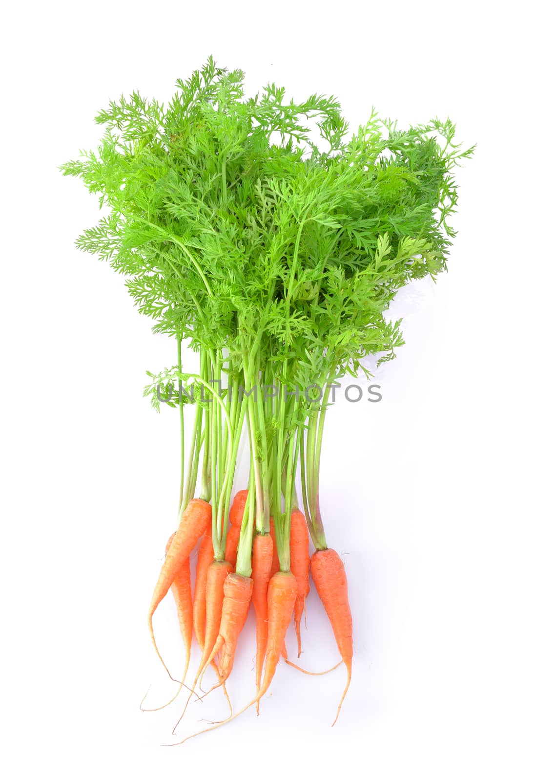 carrot with leaf on white background