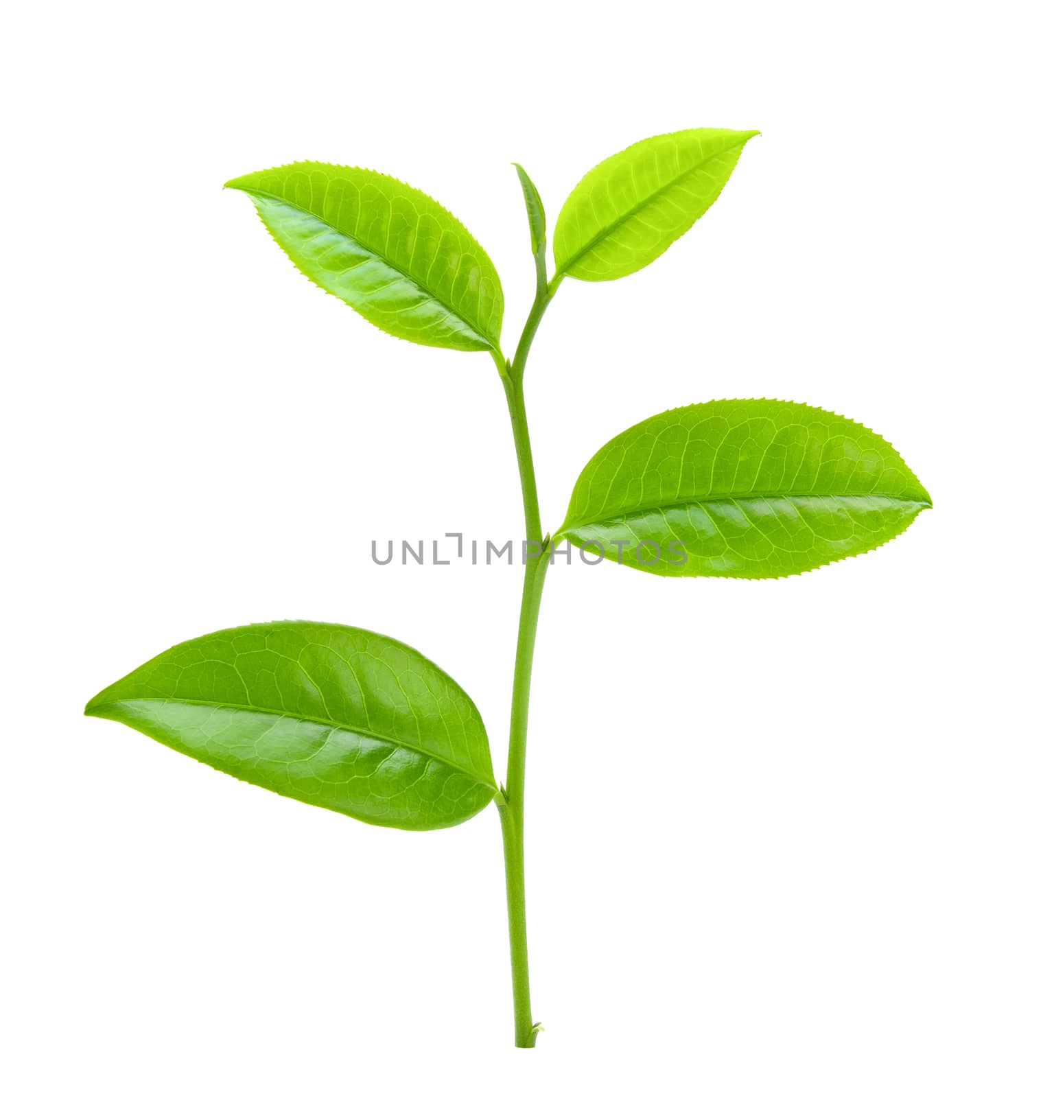 tea leaf by sommai