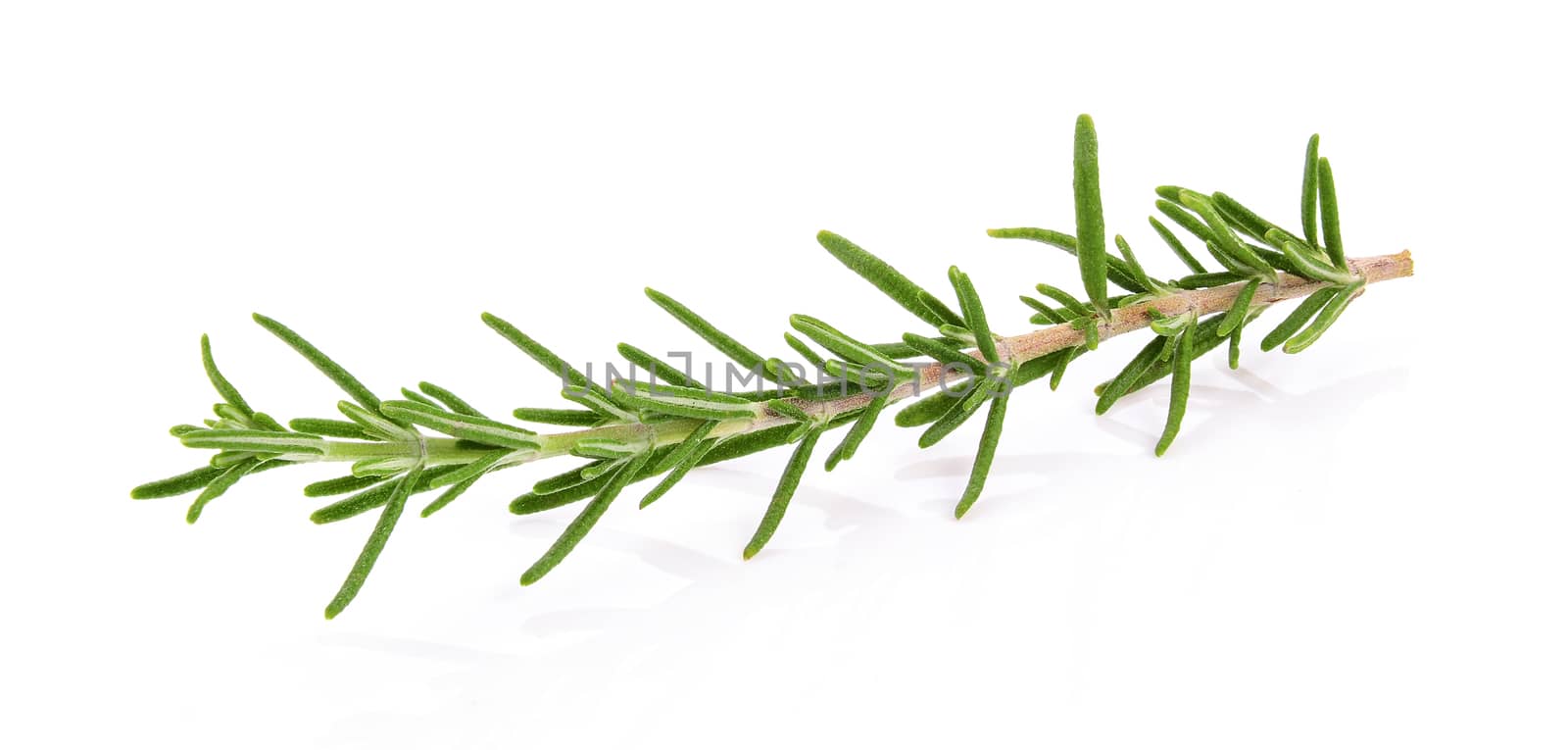 Rosemary isolated on white background