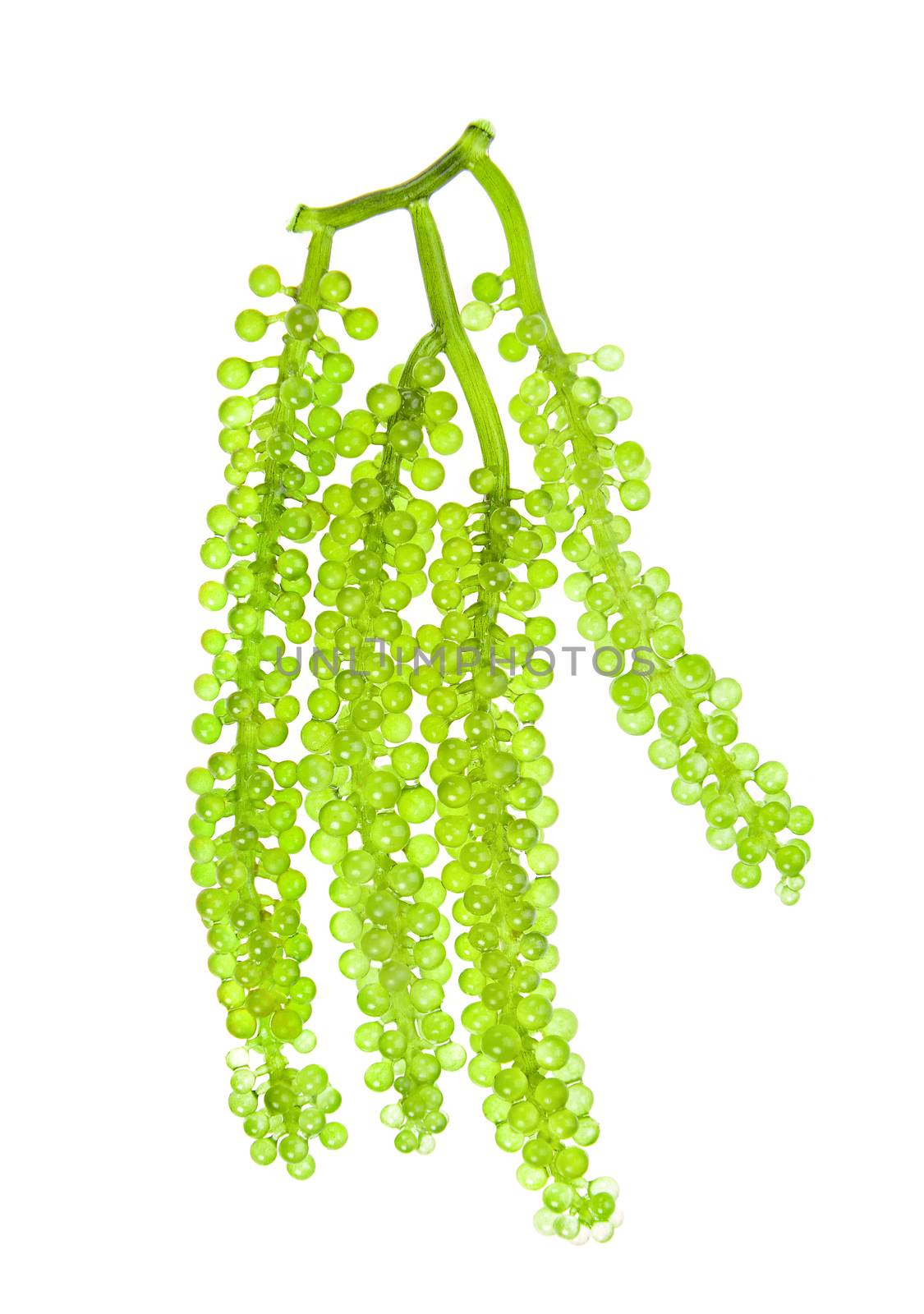 Sea grapes ( green caviar ) seaweed on white background by sommai