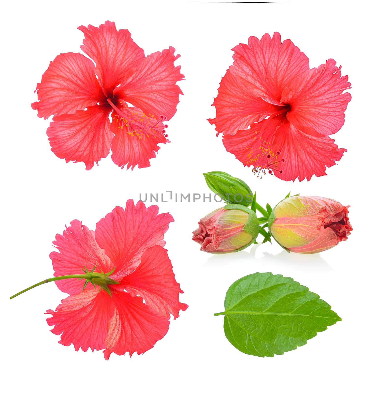 red hibiscus flower isolated on white background by sommai