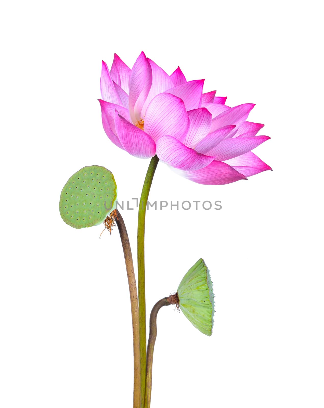 lotus flower isolated on white background by sommai