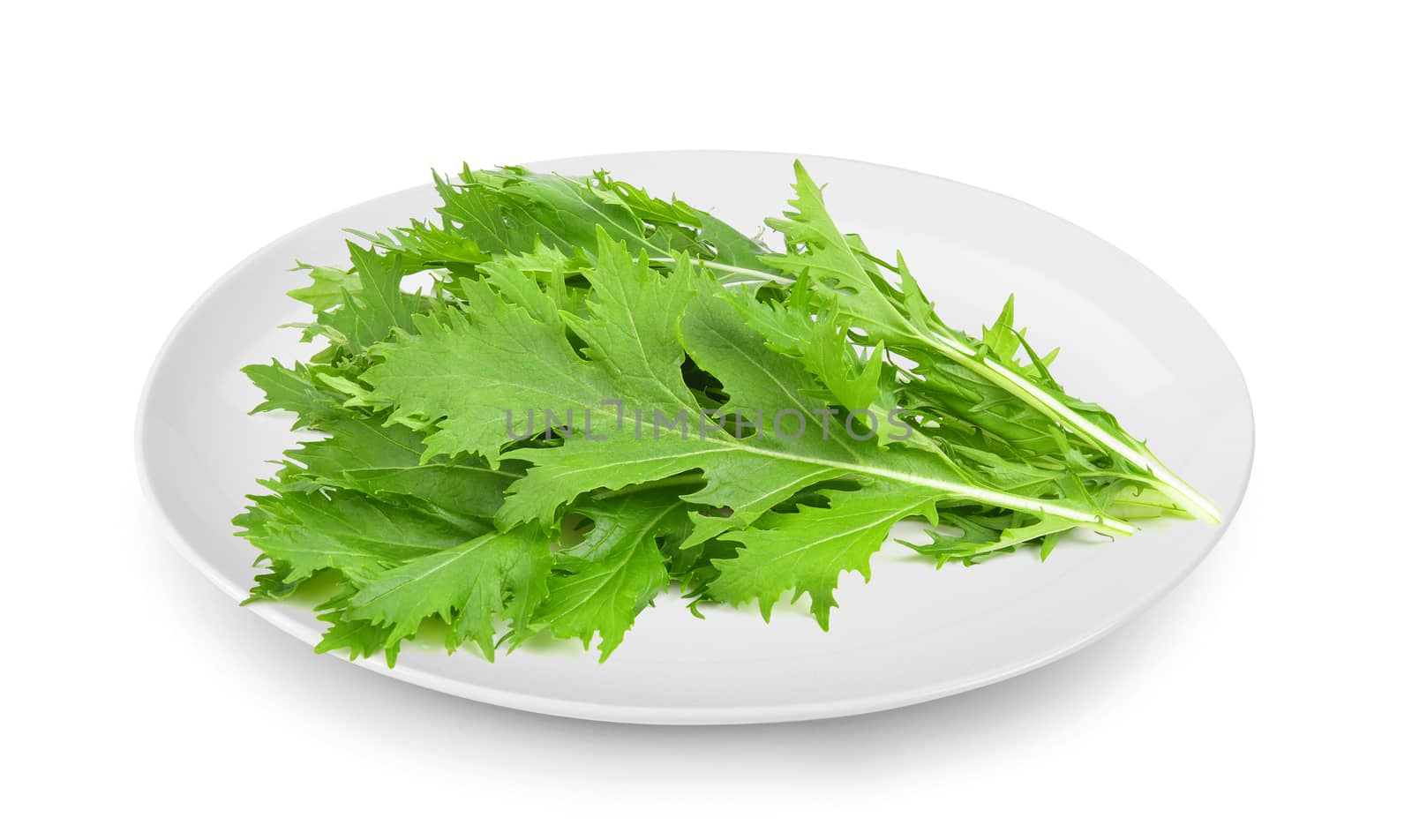 Mizuna lettuce isolated Japanese Mustard, vegetable salad for good health in plate isolated on white background