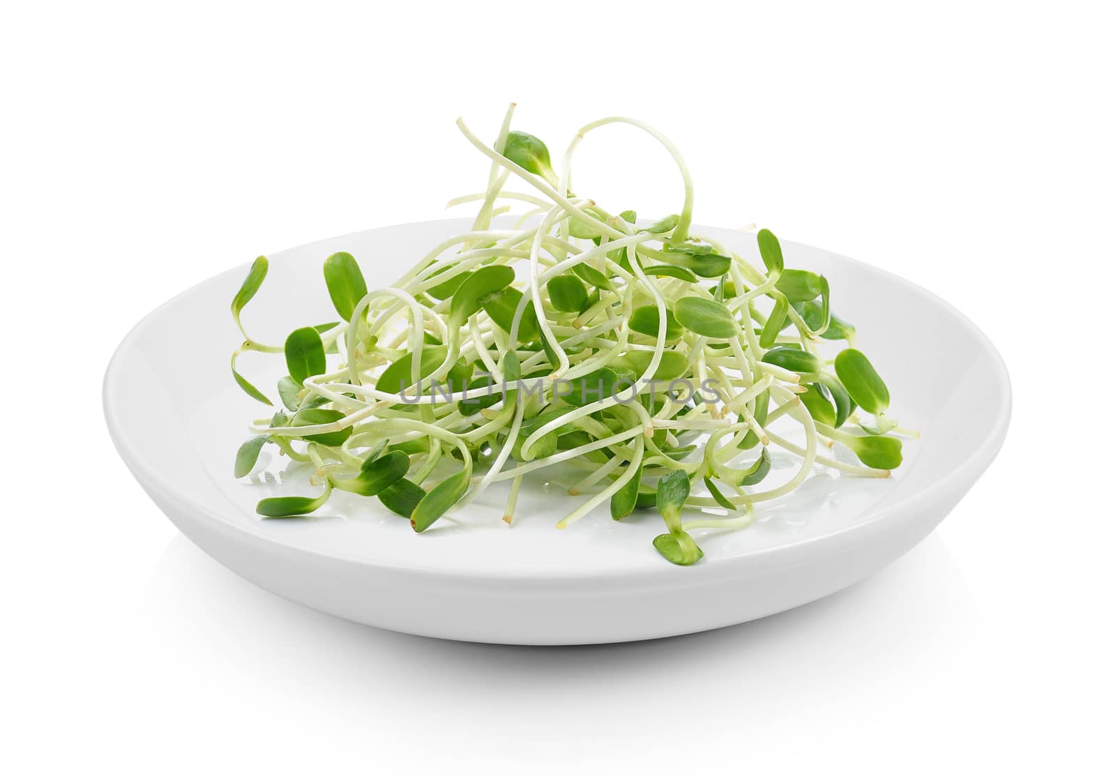 green young sunflower sprouts in plate on white background by sommai