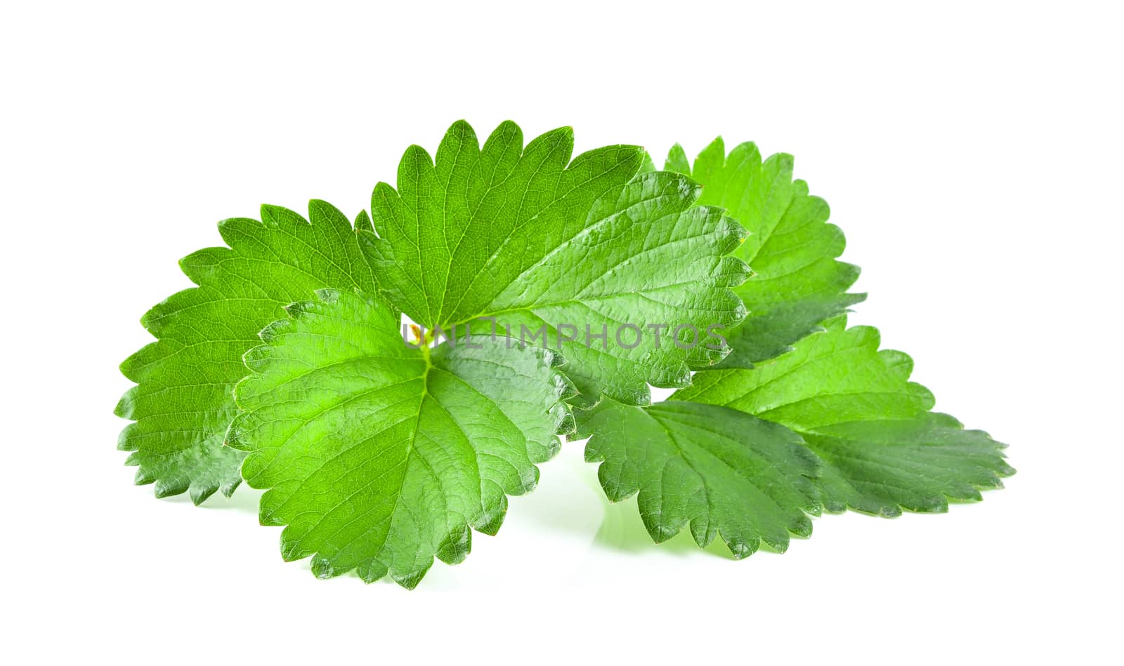 fresh strawberry leaf isolated on white background by sommai