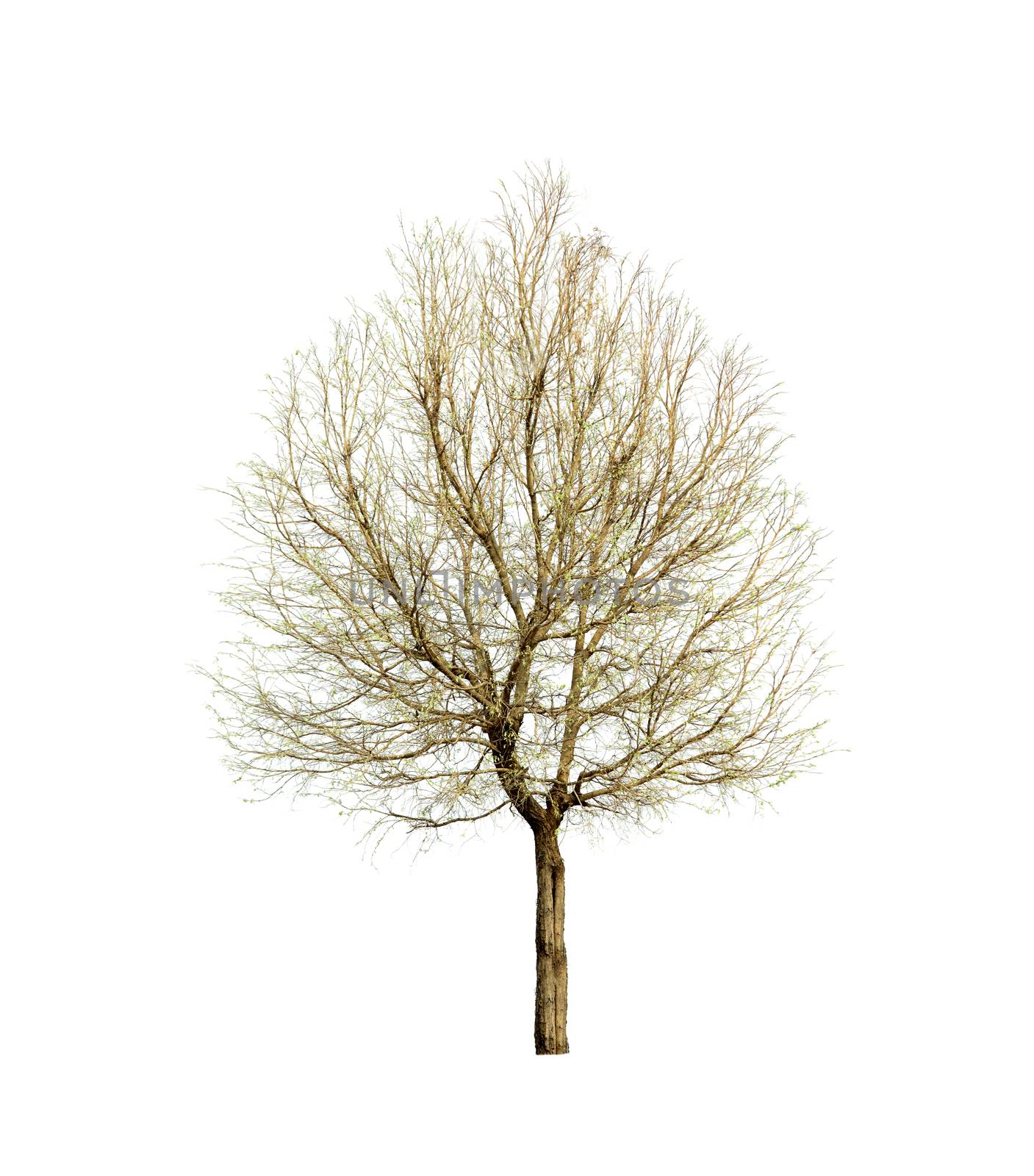 Spring tree isolated on white background by sommai