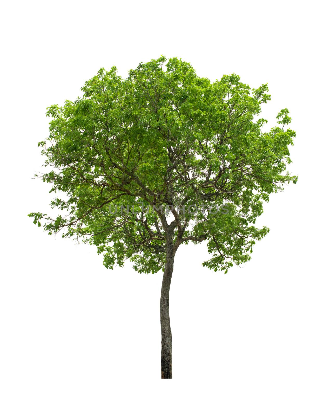 tree isolated on white background by sommai