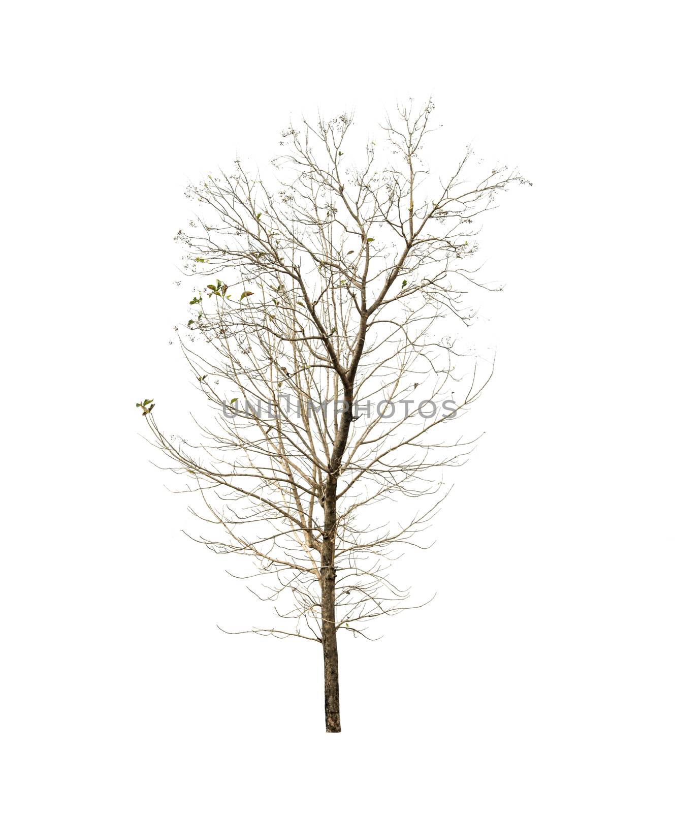 Spring tree isolated on white background