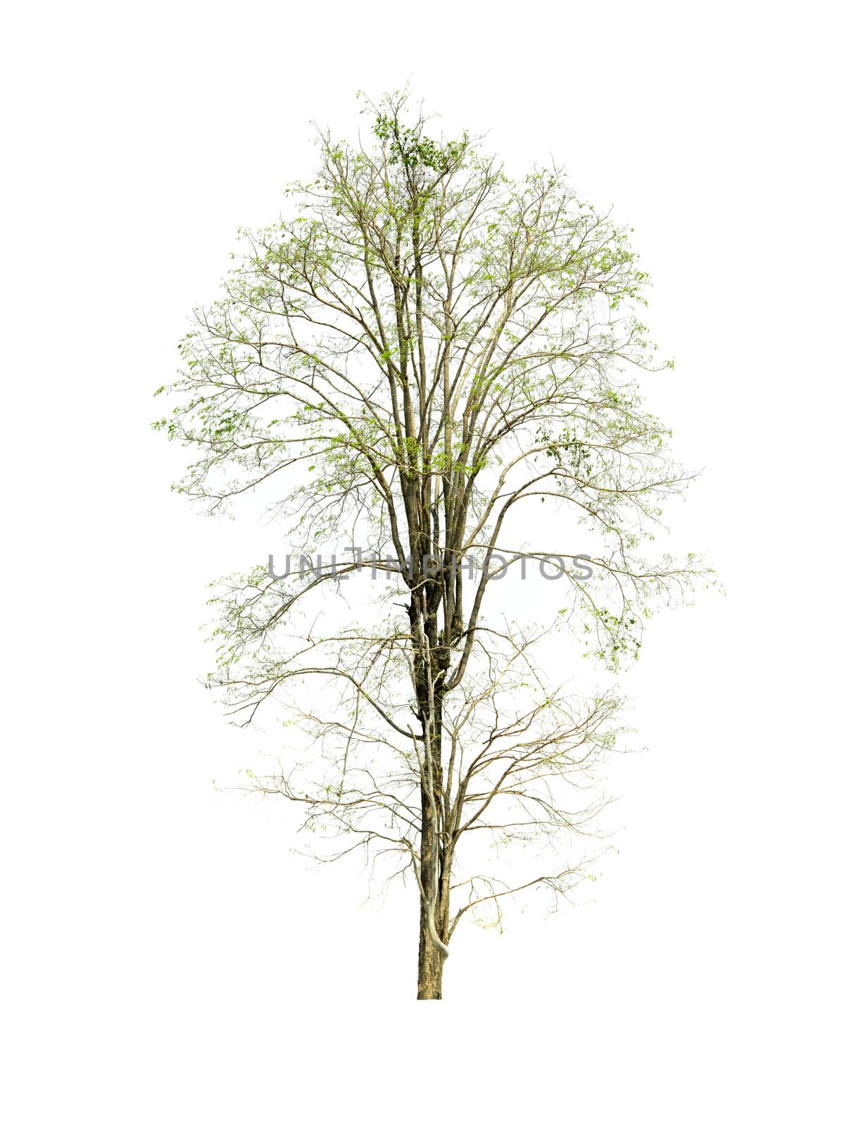 tree isolated on white background