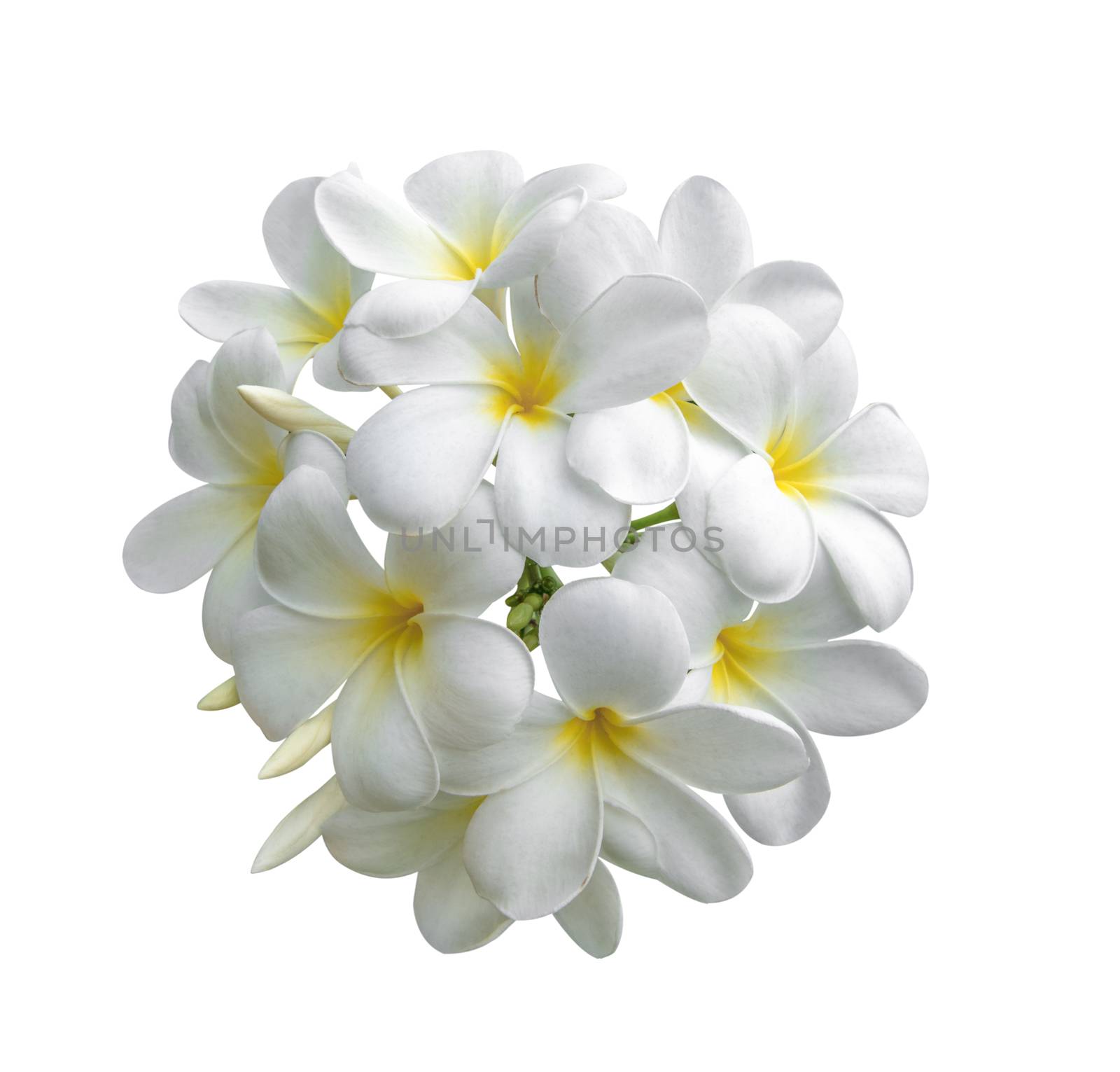 Tropical flowers frangipani (plumeria) isolated on white backgro by sommai