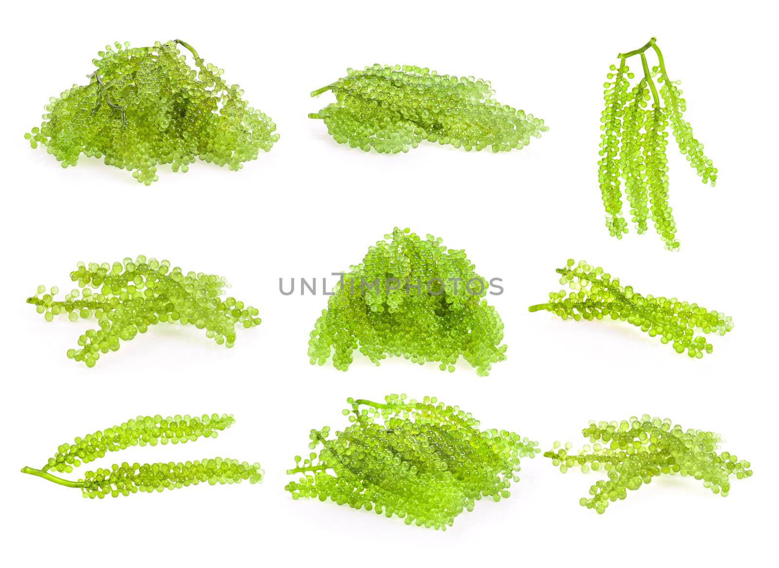 set of sea grapes ( green caviar ) seaweed