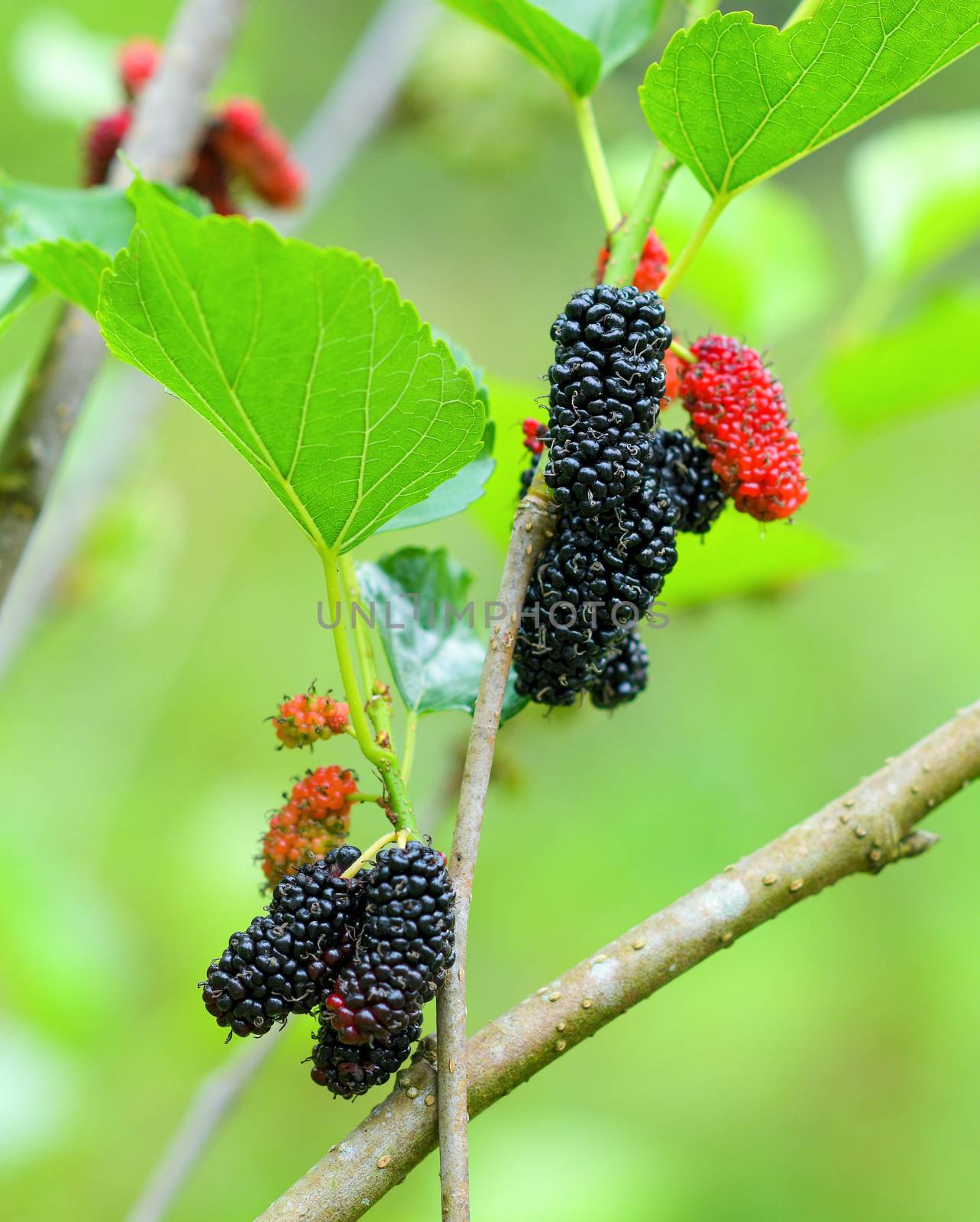 Fresh mulberry, black ripe and red unripe mulberries in farm by sommai
