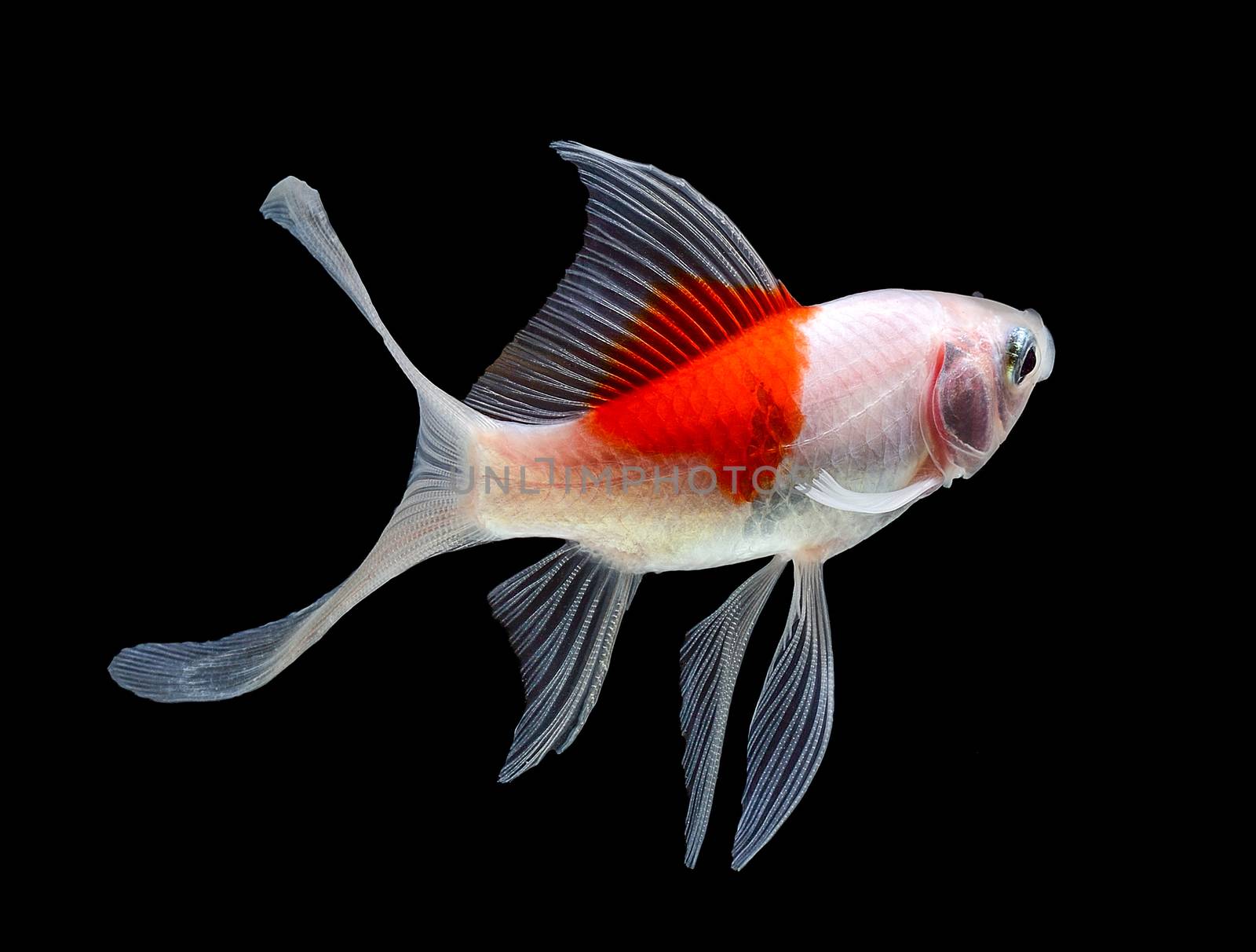 Goldfish Isolated on White Background by sommai