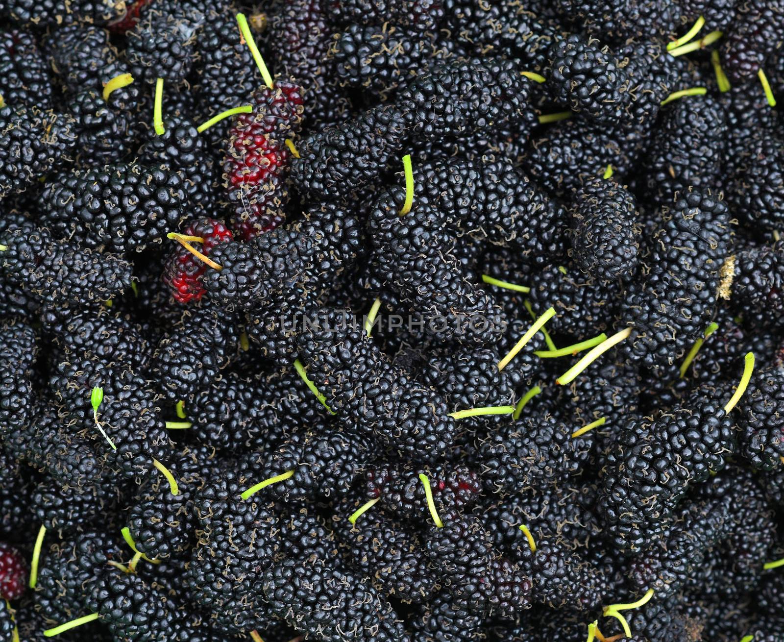 fresh Mulberry background  by sommai
