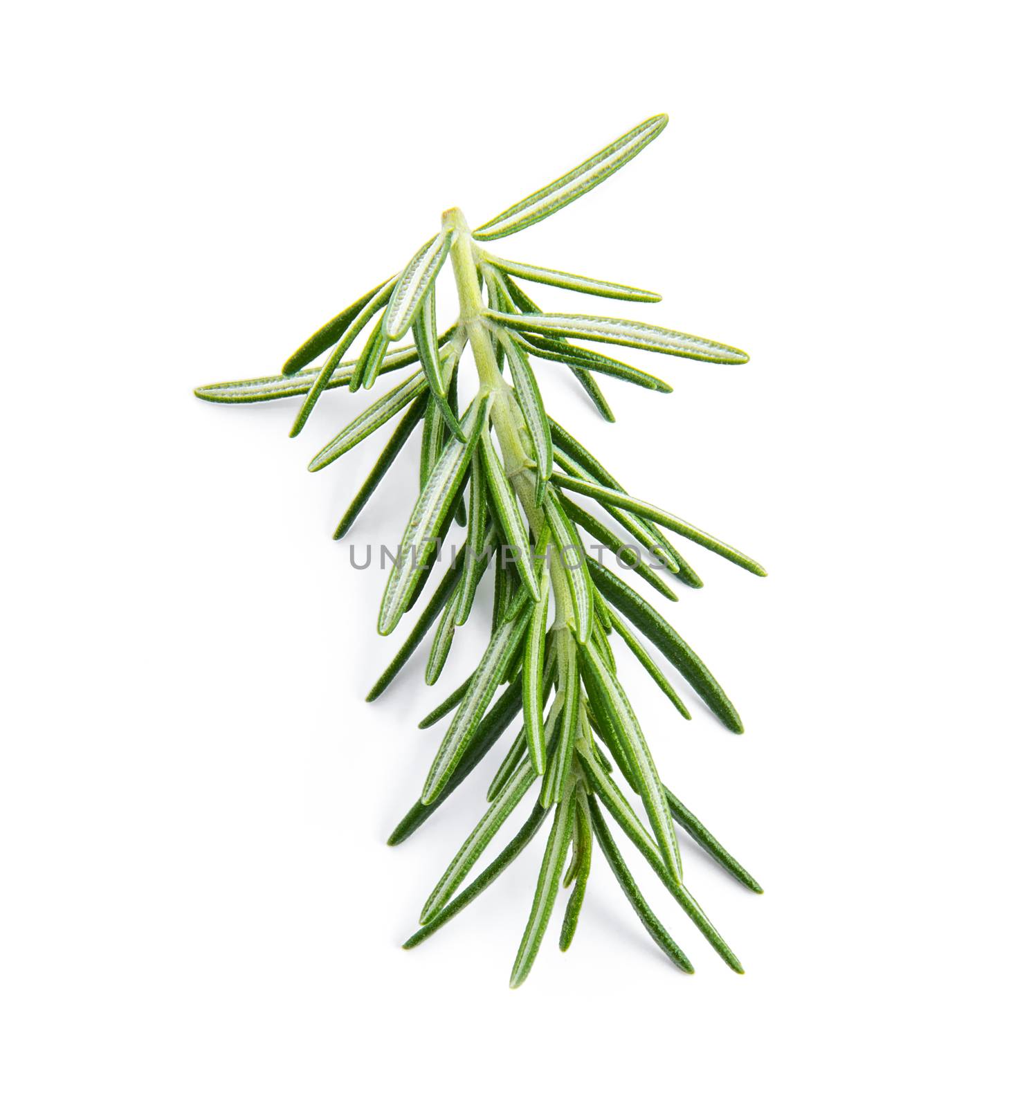 Rosemary isolated on white background by sommai