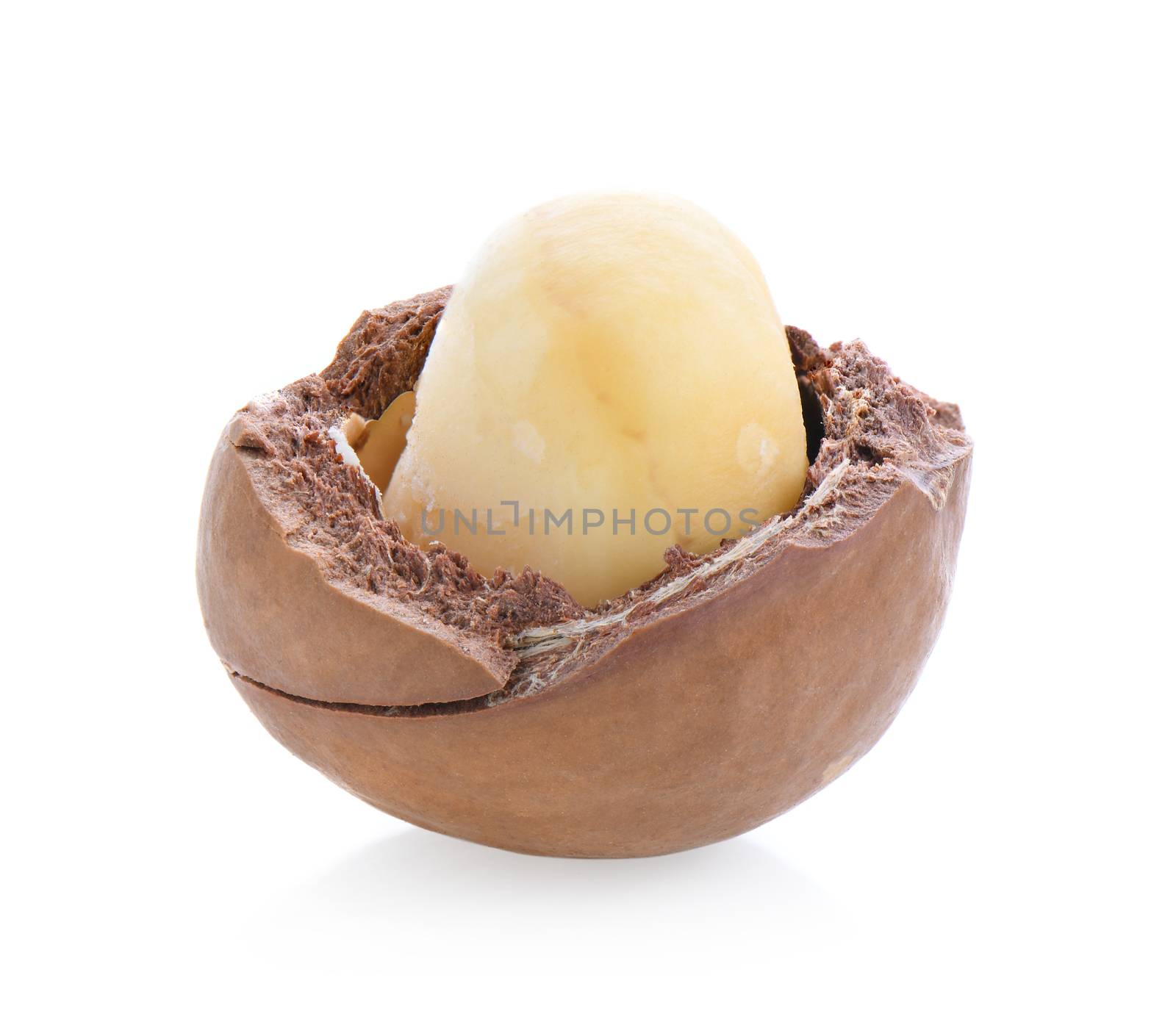 Macadamia nuts isolated on white background.