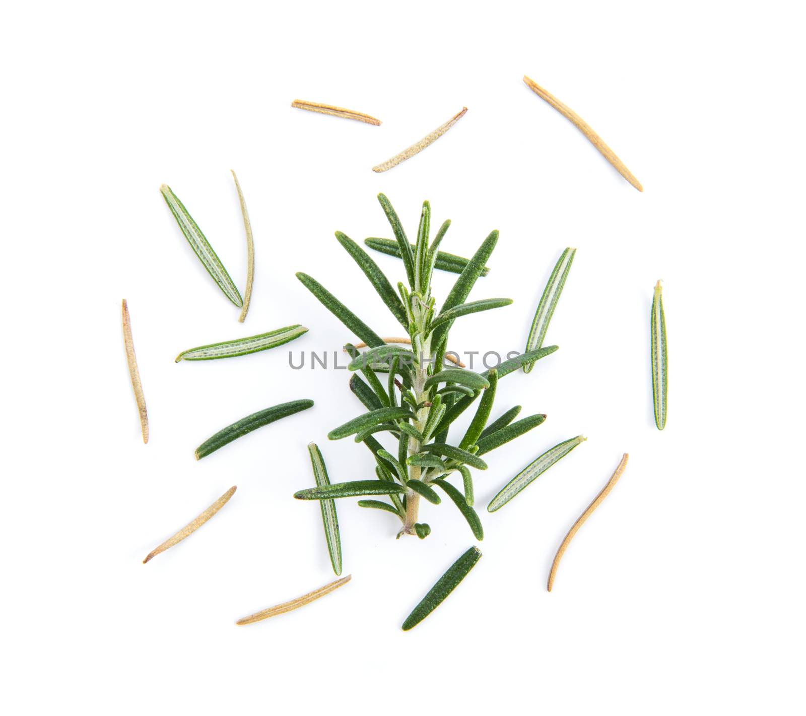Rosemary isolated on white background by sommai