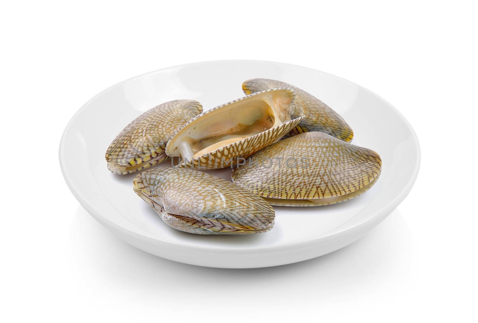 Surf clam in plate on white background