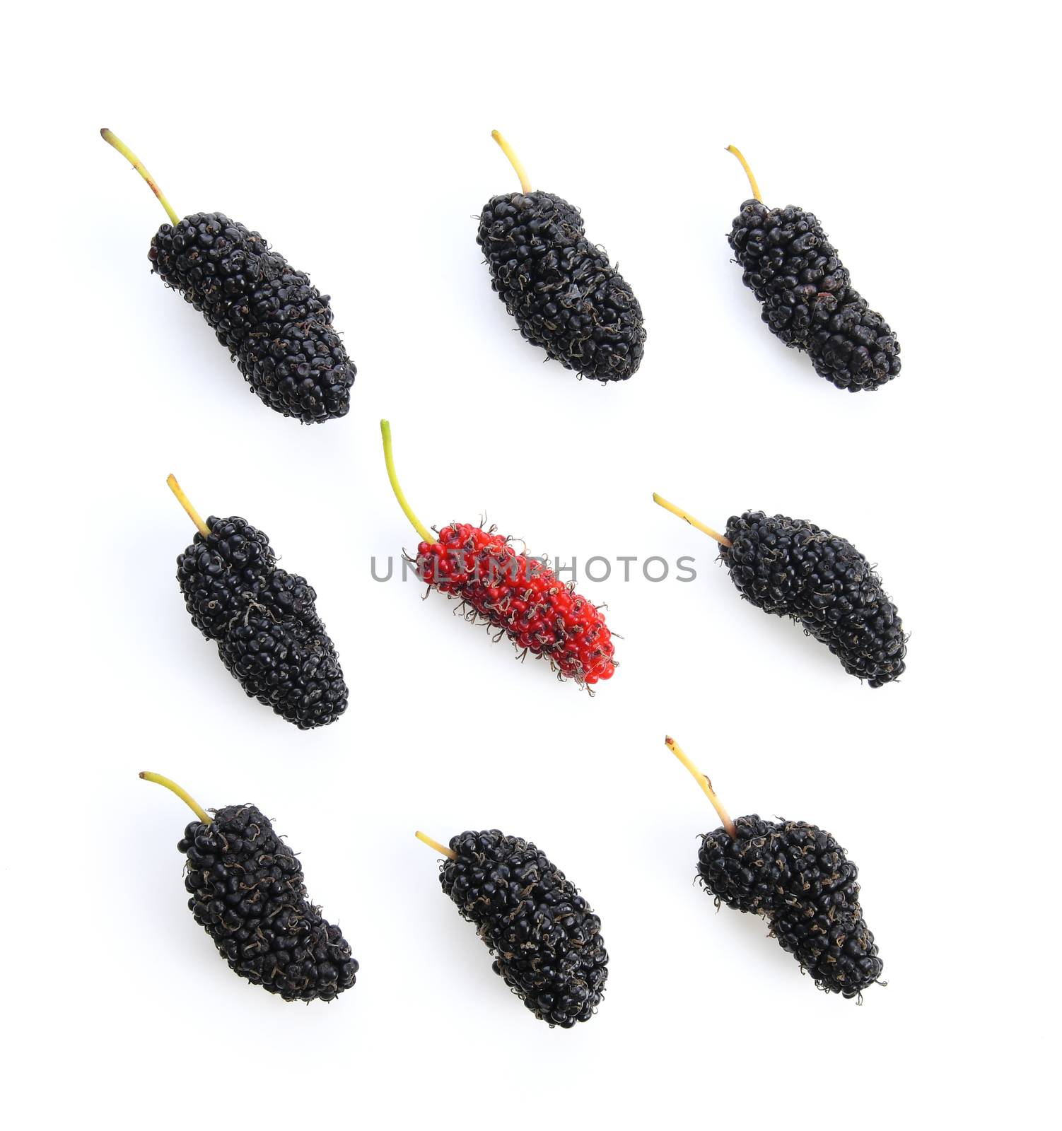 Mulberry berry isolated on white background