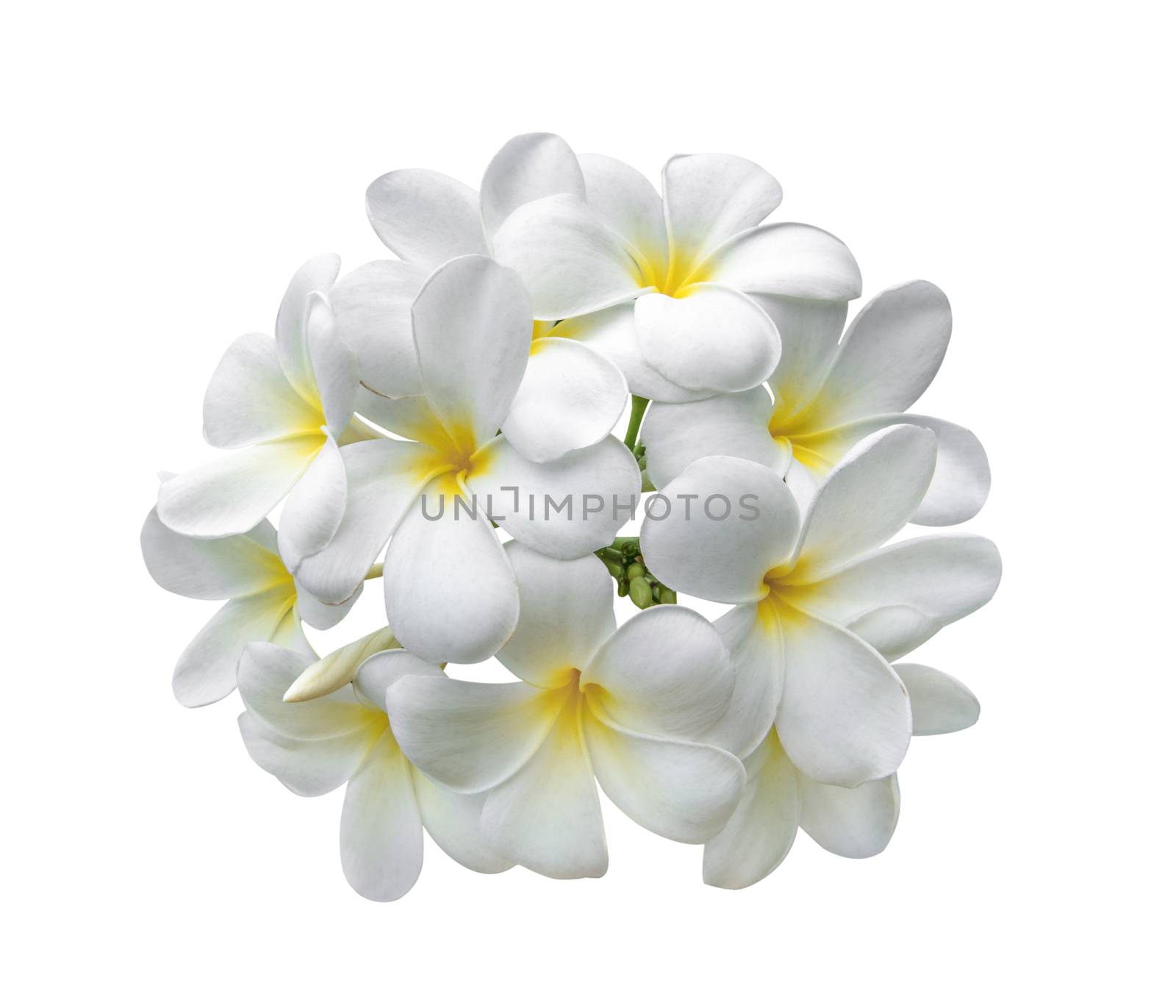 Tropical flowers frangipani (plumeria) isolated on white backgro by sommai