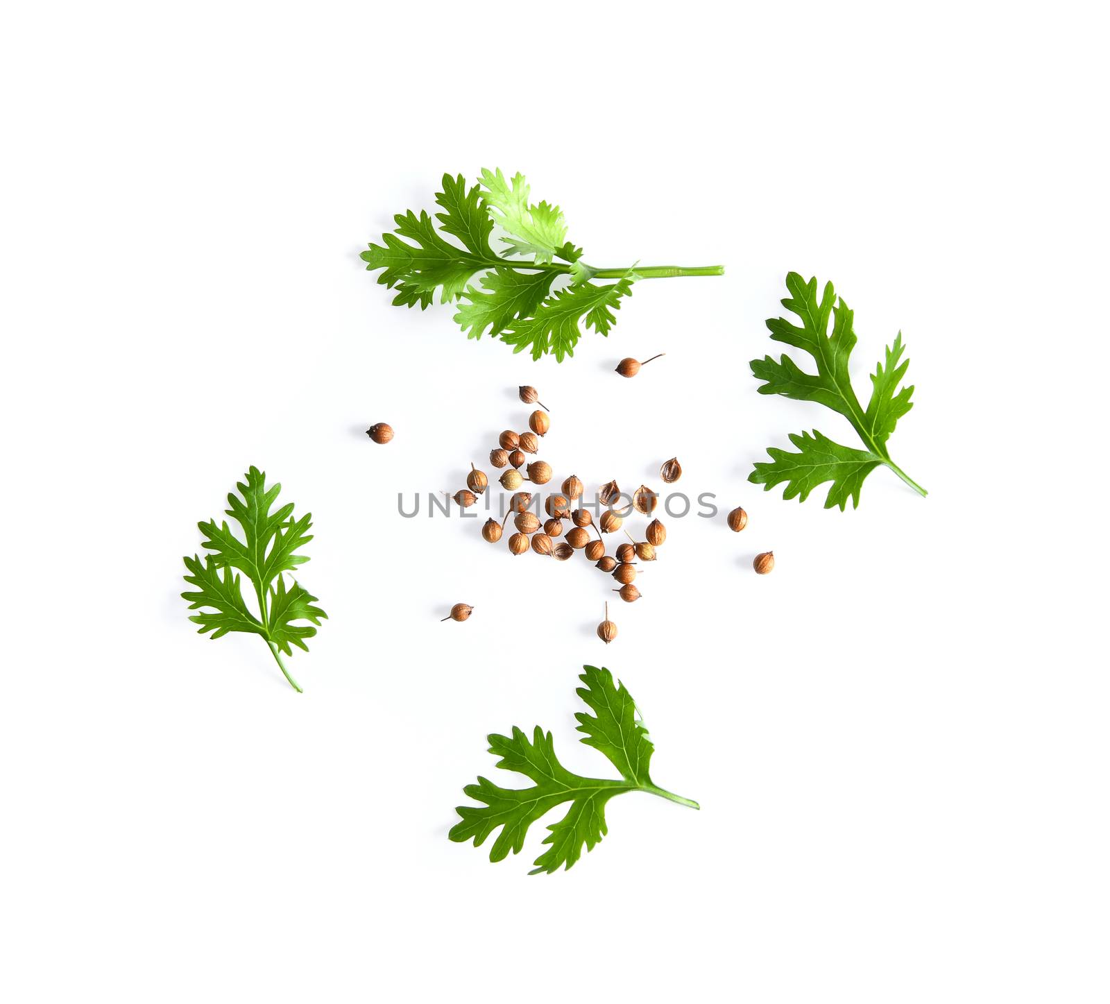 coriander leaf and seeds isolated on white background by sommai