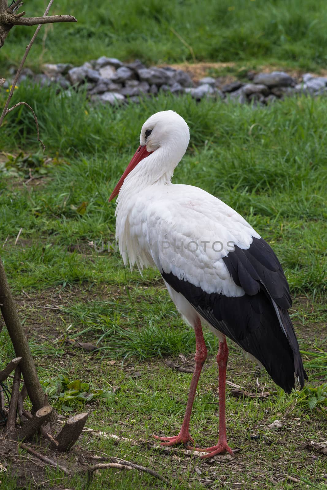 Adult stork on a meadow by JFsPic