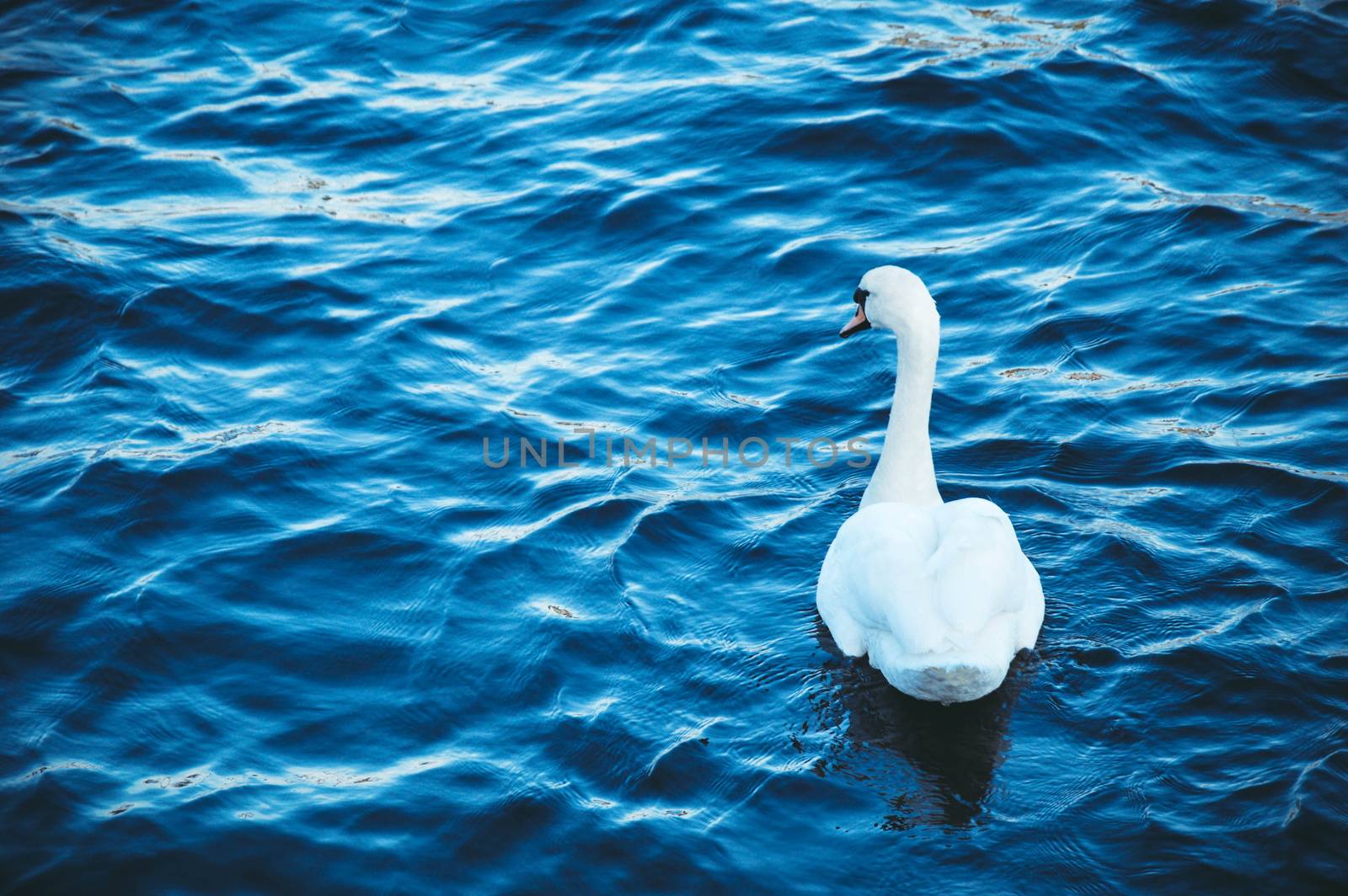 White swan floats on the blue river on the waves, spring