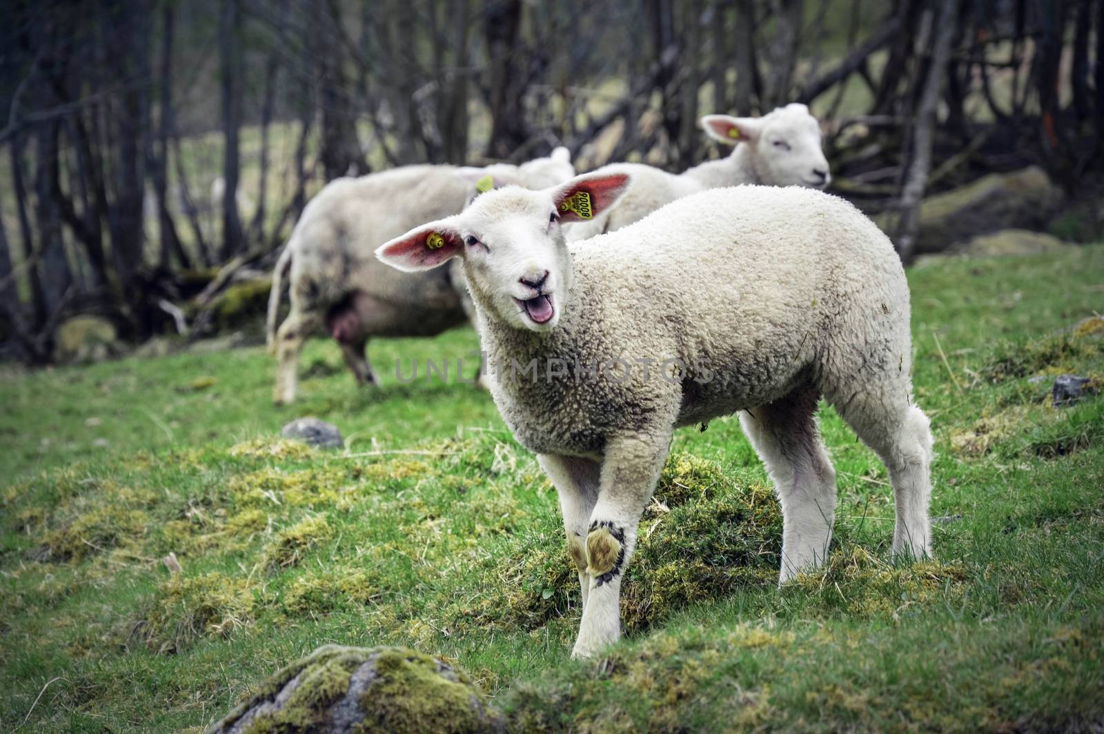two small white lambs standing on a green pasture - flam norway spring