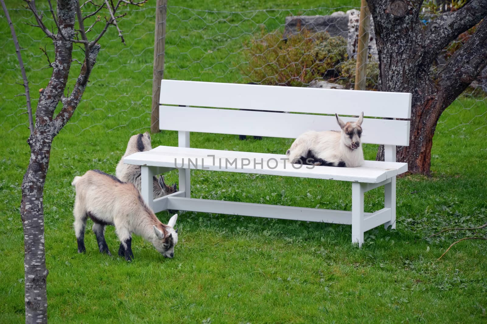 Bench and sheep on a green pasture - flam norway spring