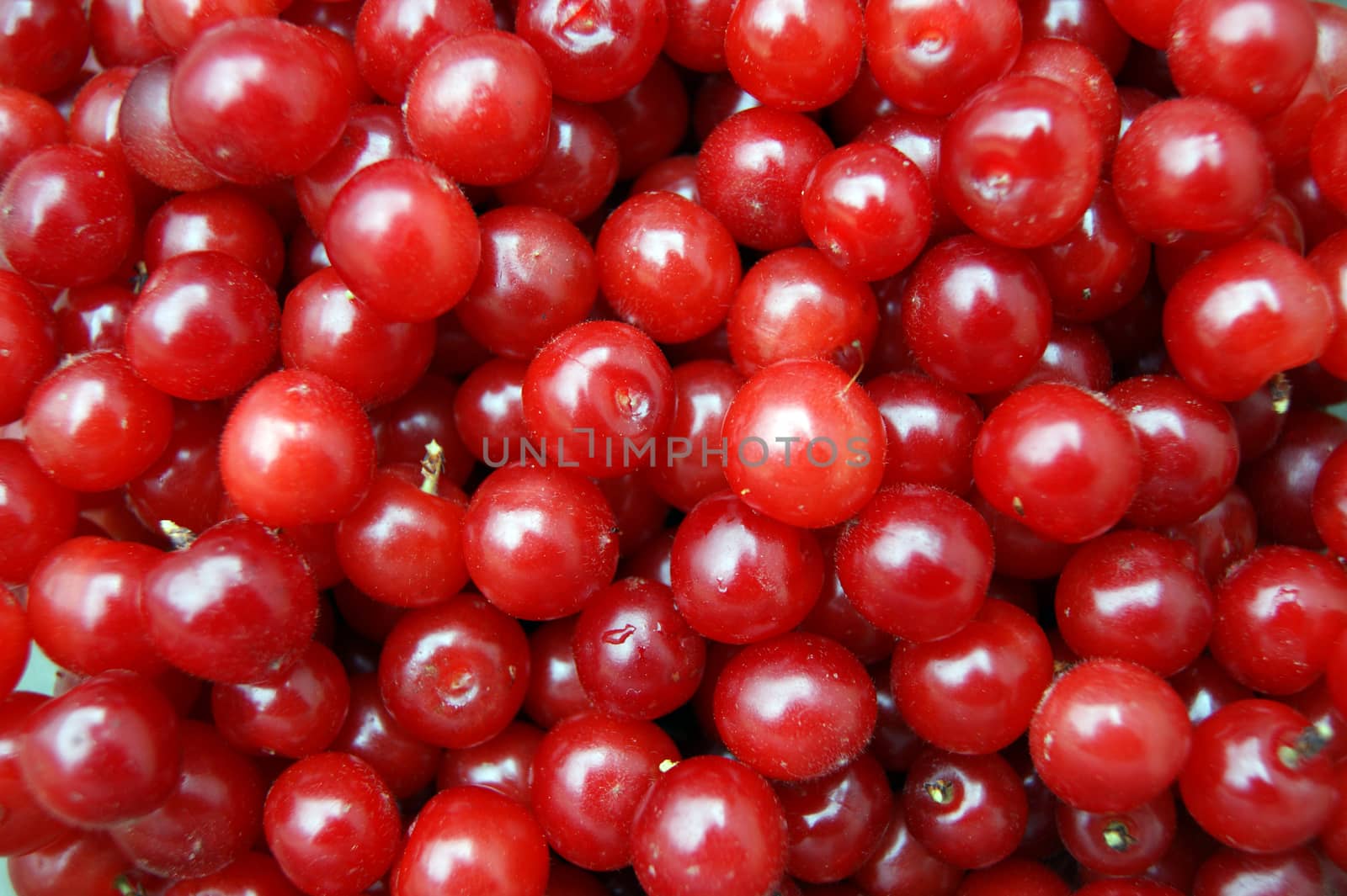 Selye berries cherry bright and colorful background