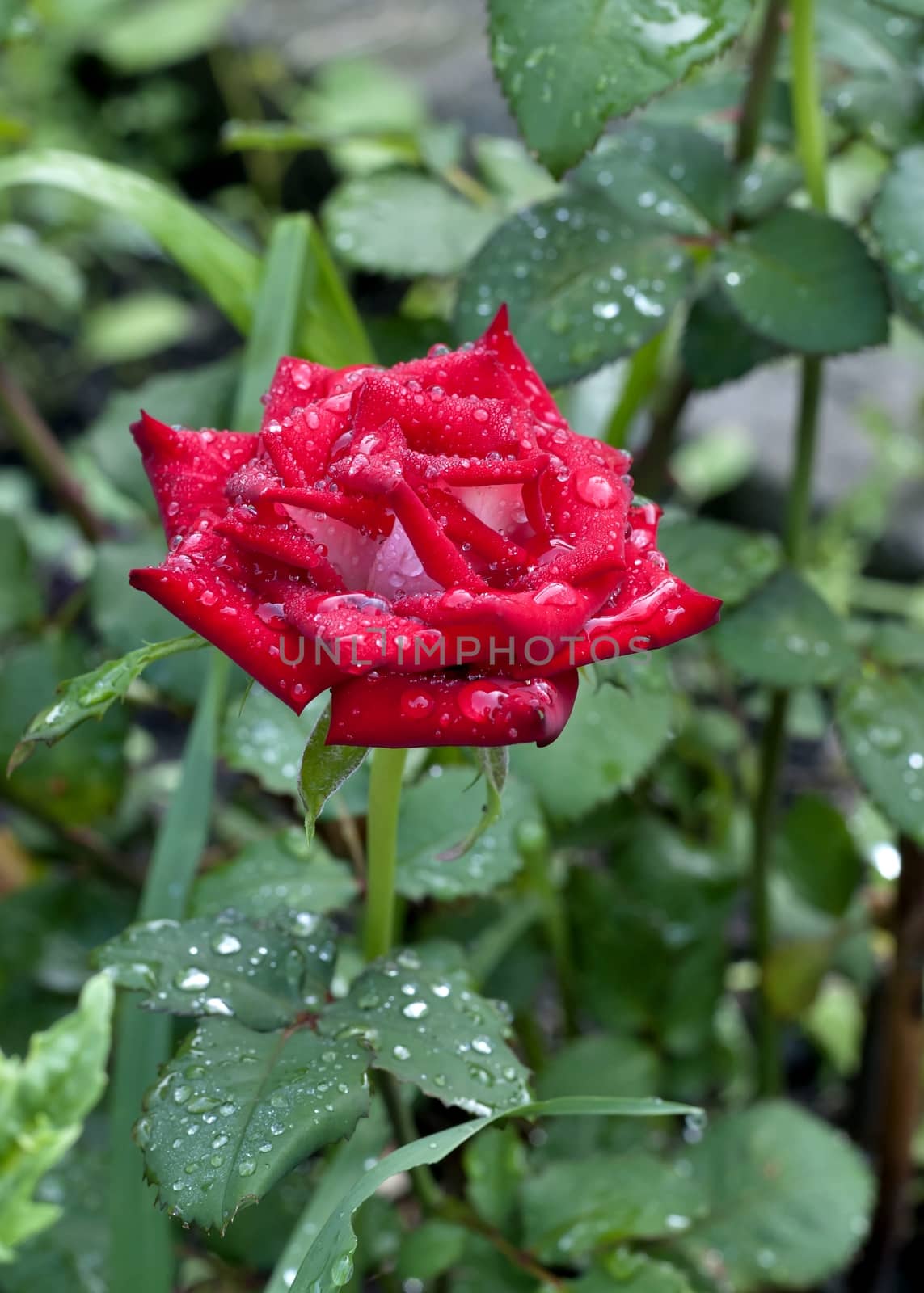 blooming scarlet rose with raindrops on its petals by valerypetr
