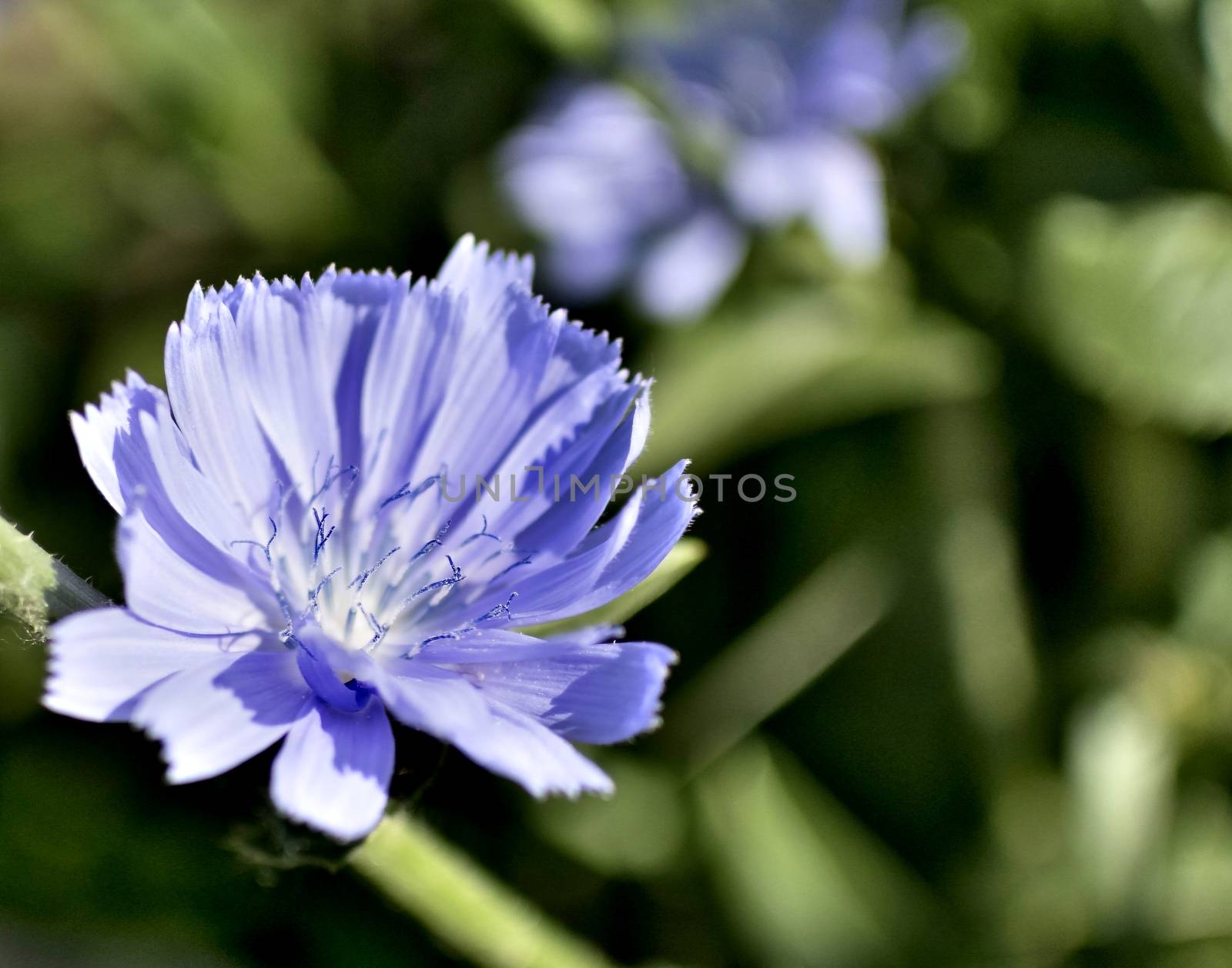 blue flower of chicory in the light of the morning sun, soft focus