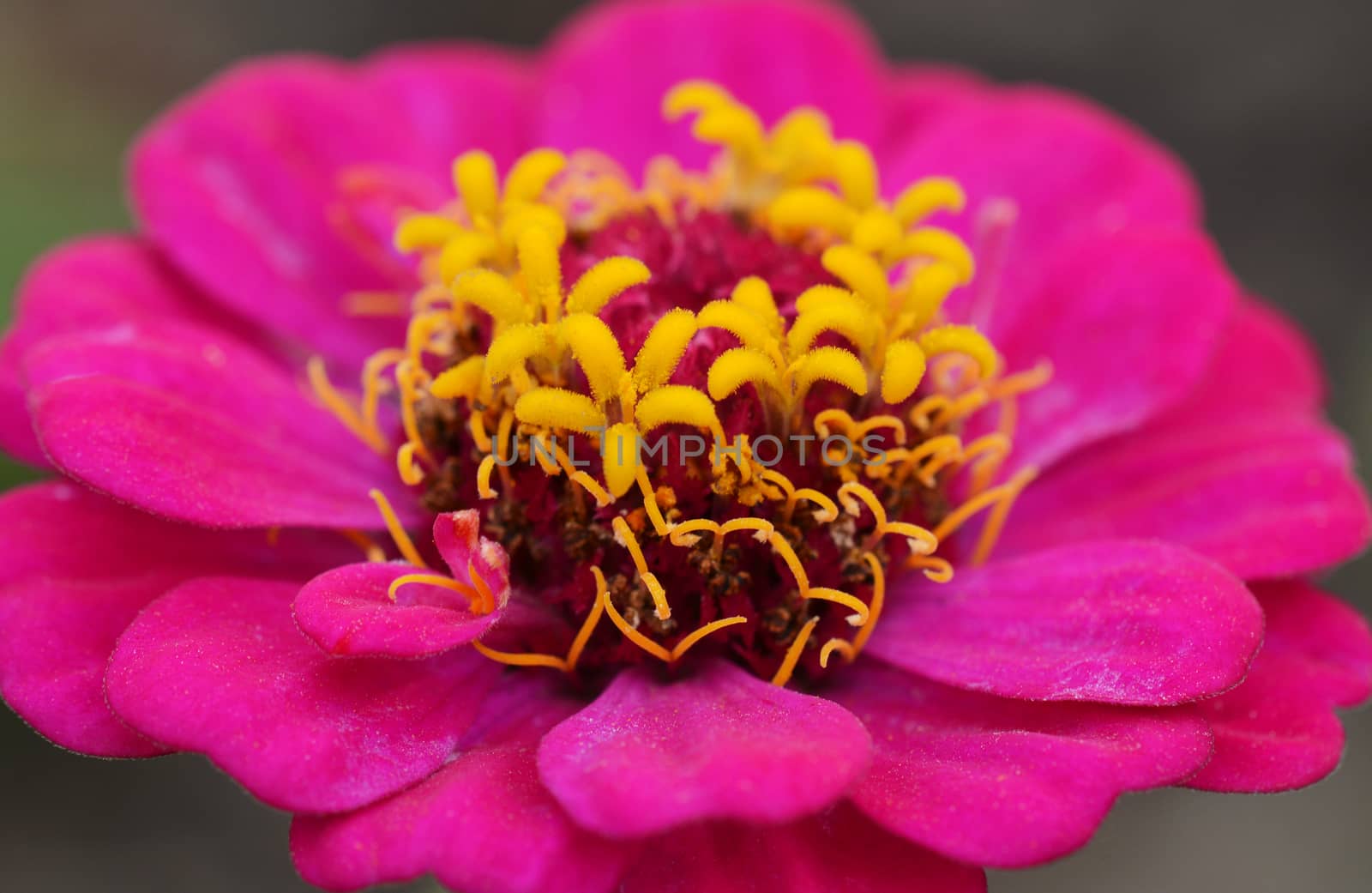 Macro of a bright pink zinnia flower with contrasting yellow stamens