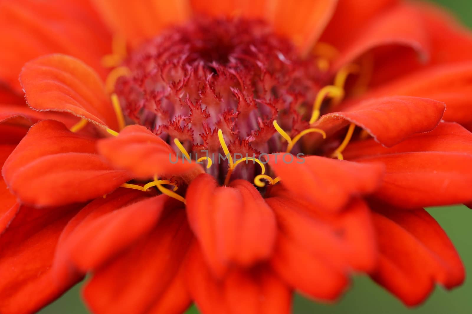 Abstract macro of a deep red zinnia flower with curly yellow stamens