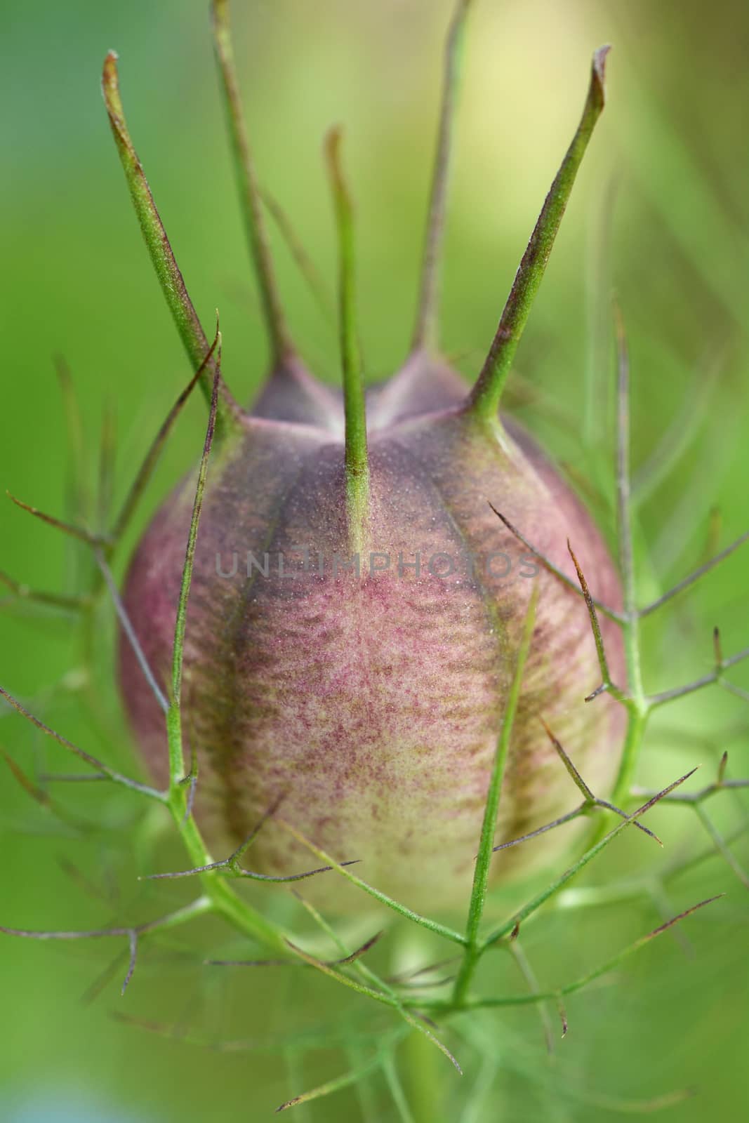 Macro of a nigella - love in a mist - seed head, turning from green to purple. The seed case is surrounded by delicate fronds.